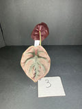 Alocasia Cuprea Pup #3
