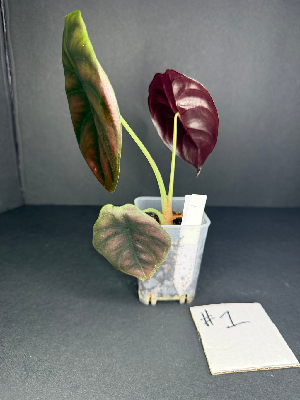 Alocasia Cuprea #1