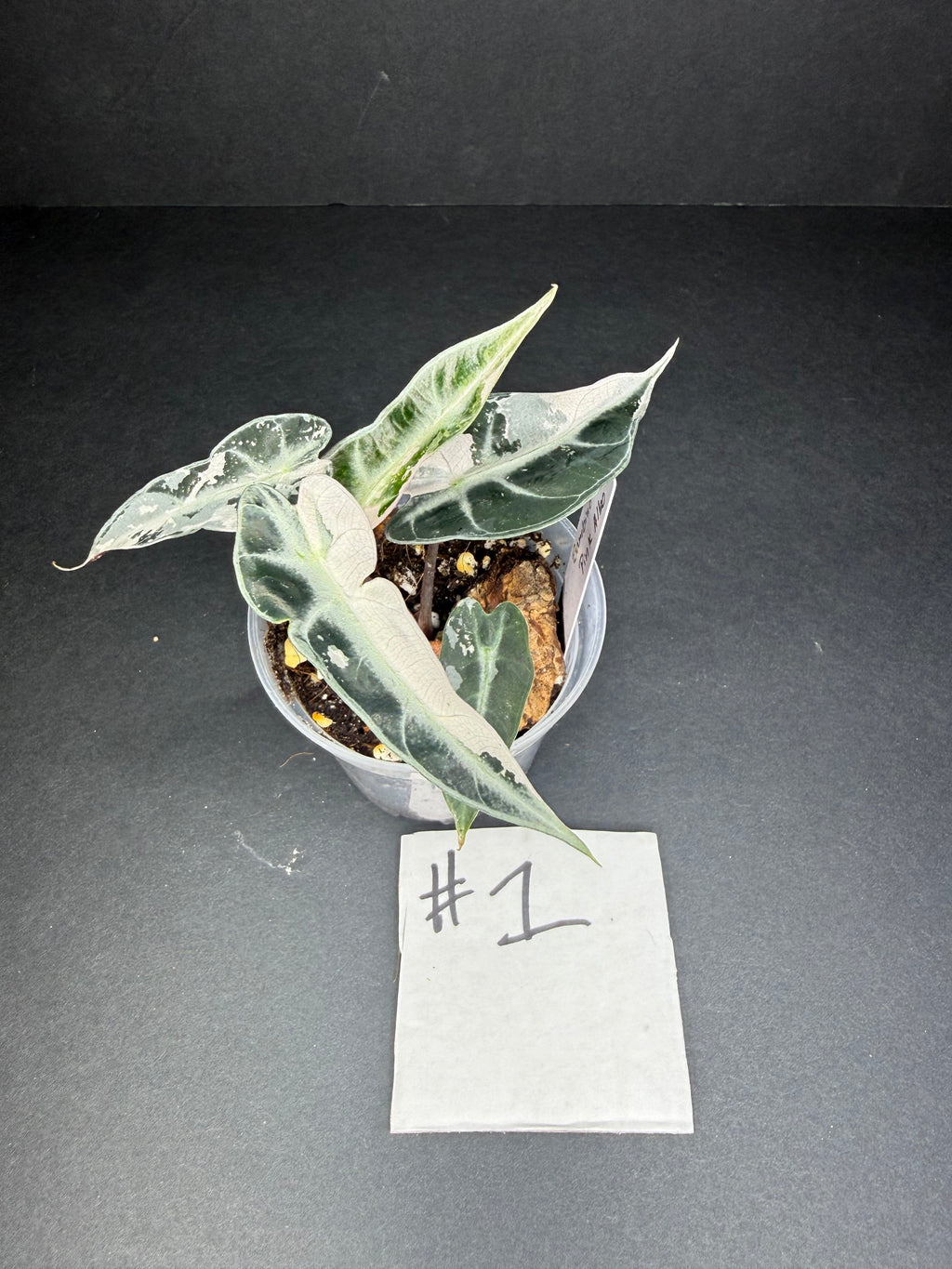 Alocasia Pink Bambino Arrow