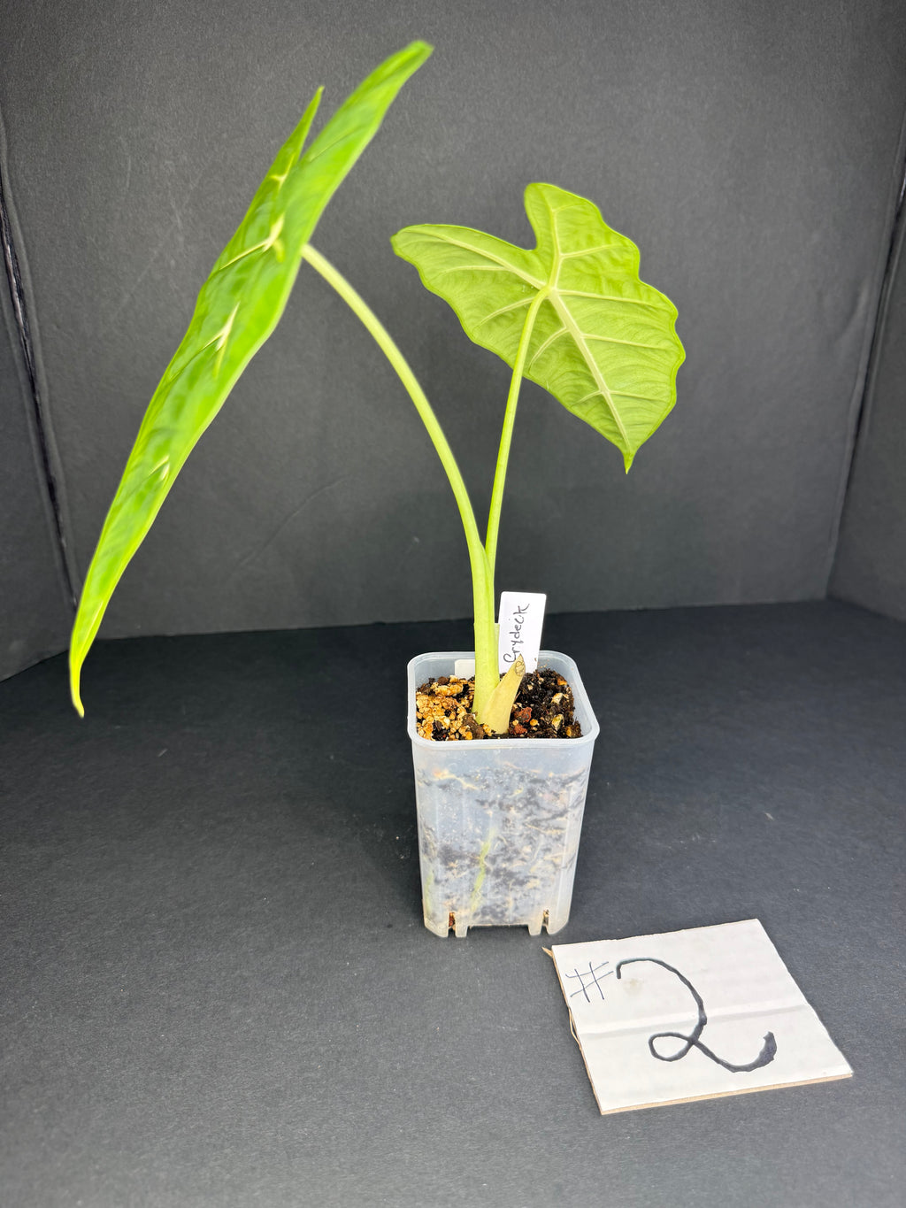 Alocasia Frydek #2