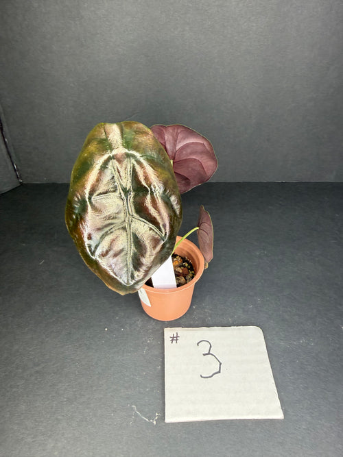 Alocasia Cuprea Pup #3
