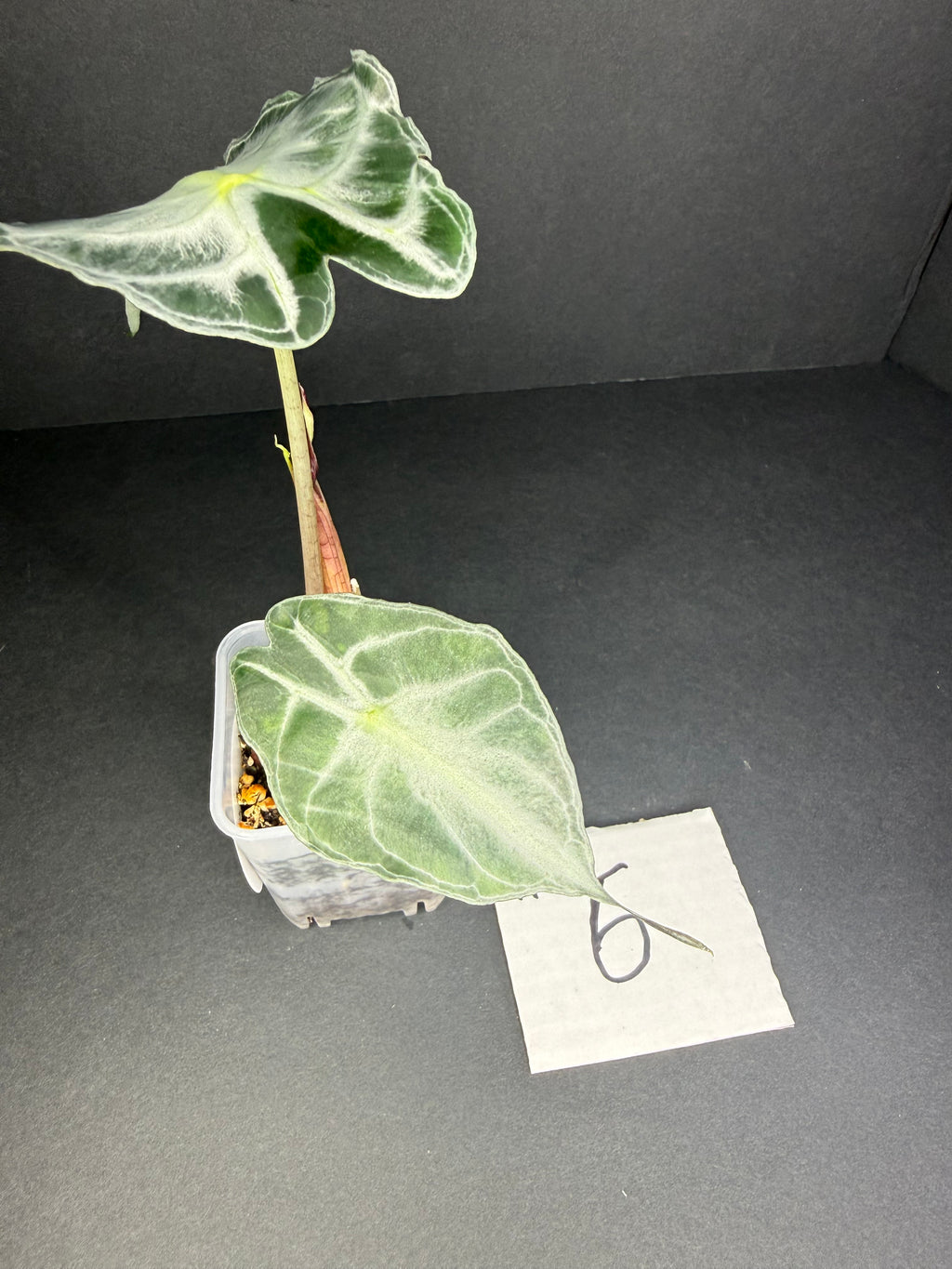 Alocasia Venom #6