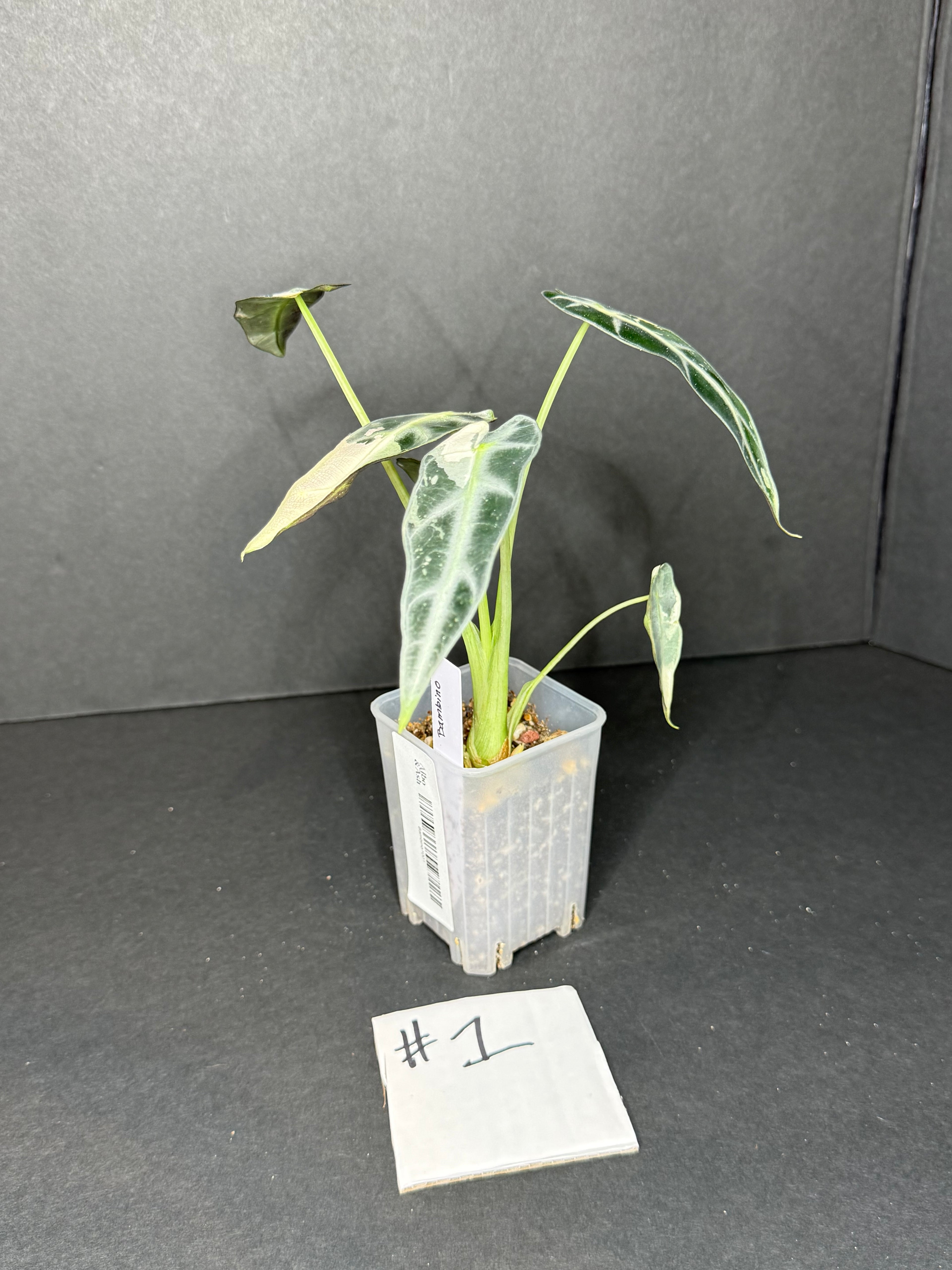 Alocasia Bambino Albo #1