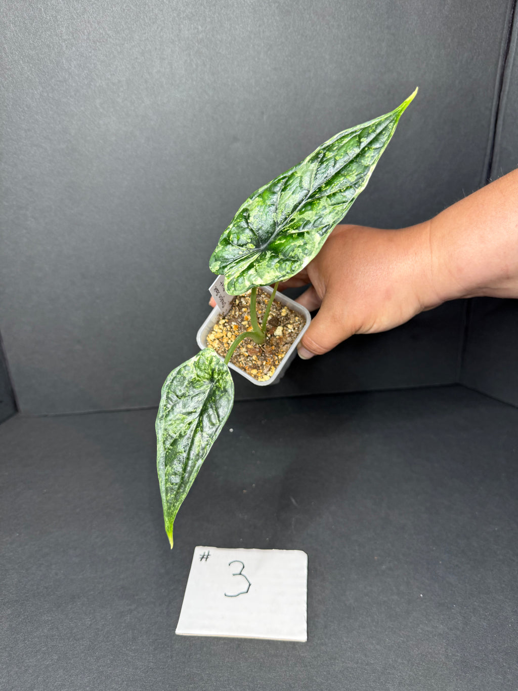 Alocasia Dragon Scale Mint #3