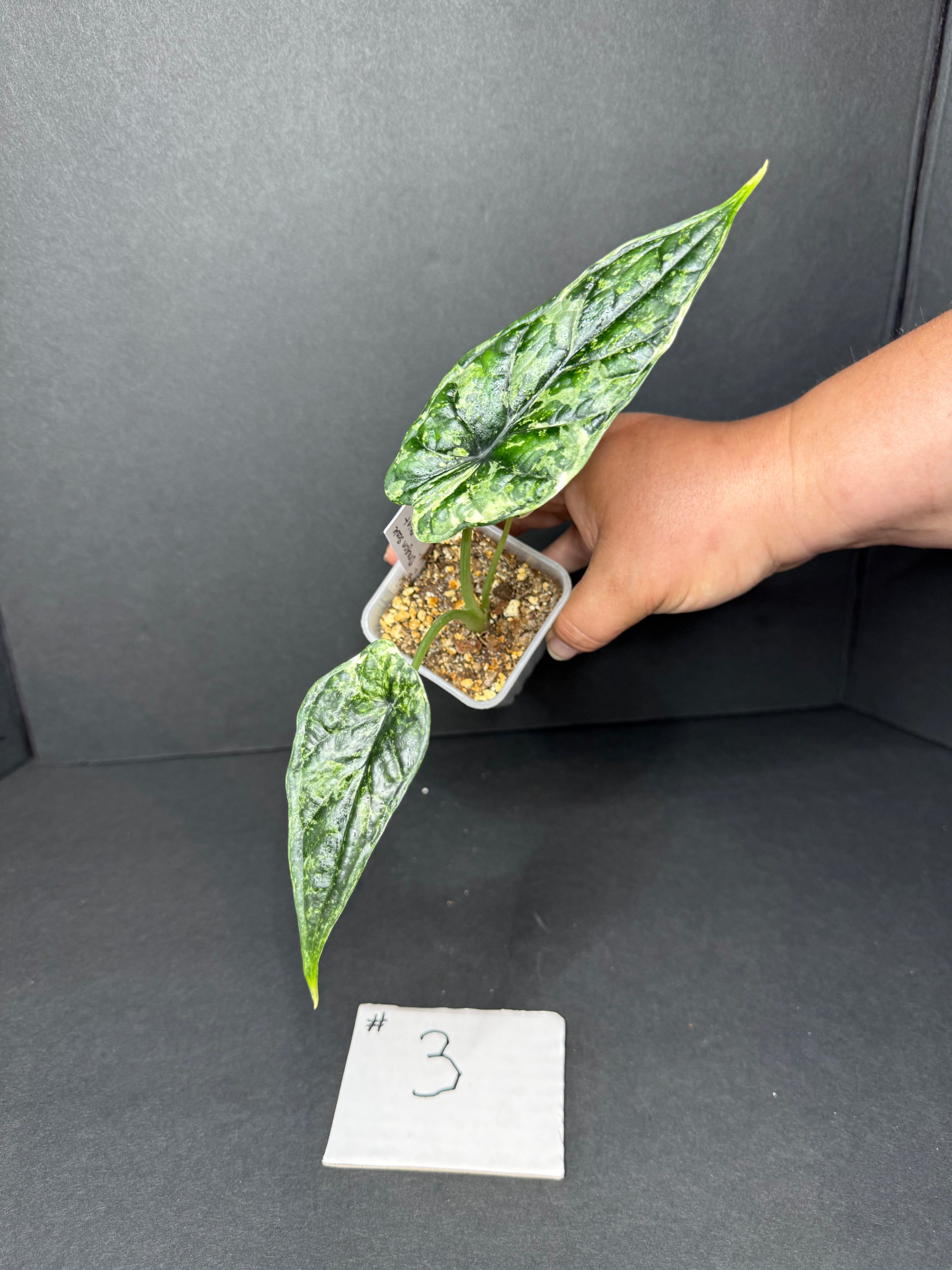 Alocasia Dragon Scale Mint #3
