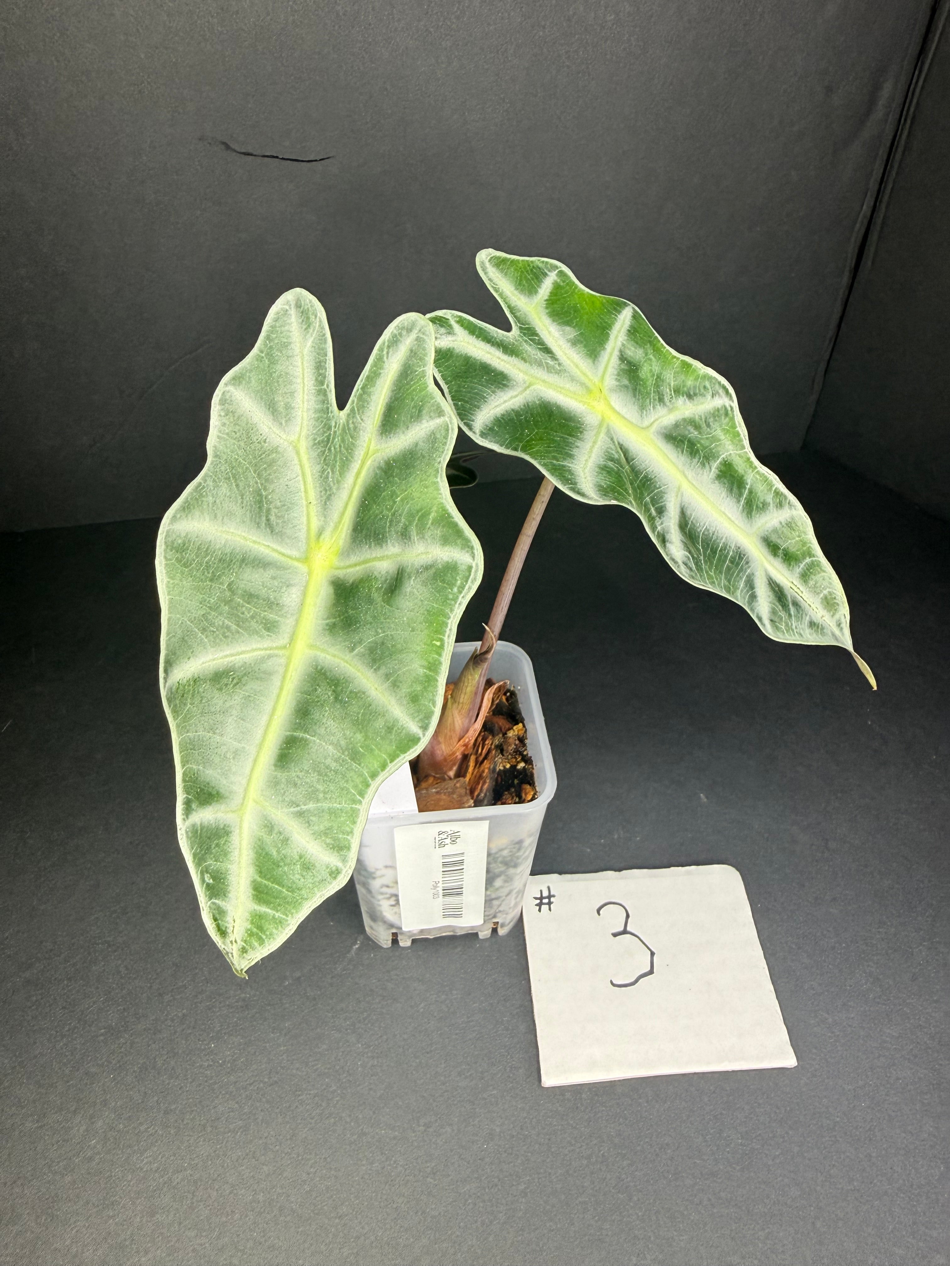 Alocasia Polly #3