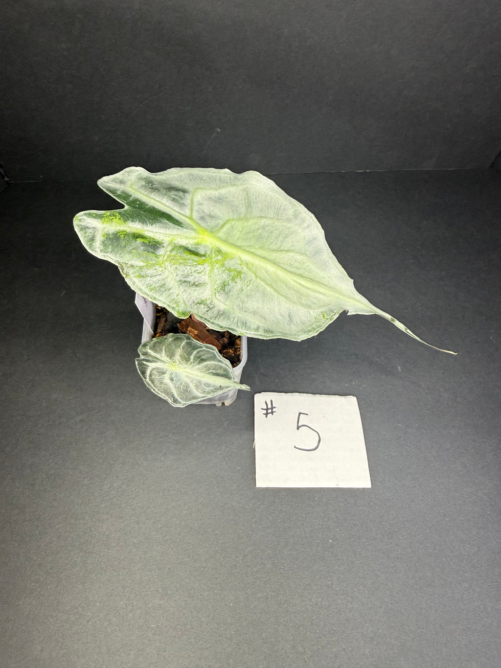 Alocasia Venom #5