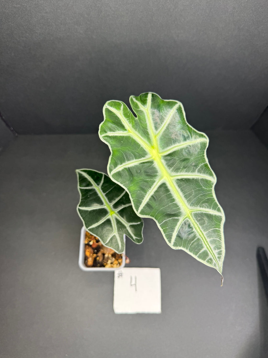 Alocasia Polly #4