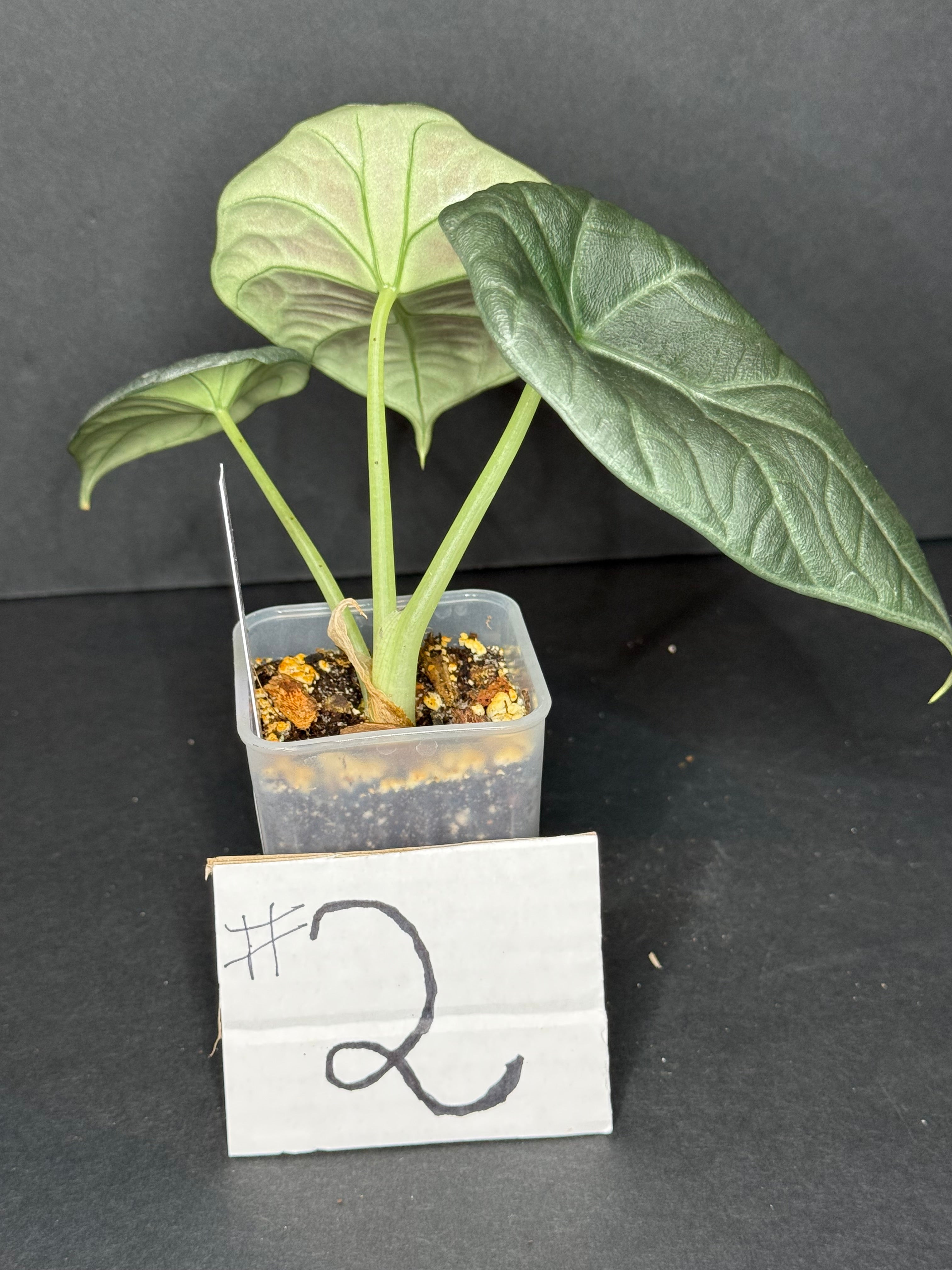 Alocasia Maharani Pup #2