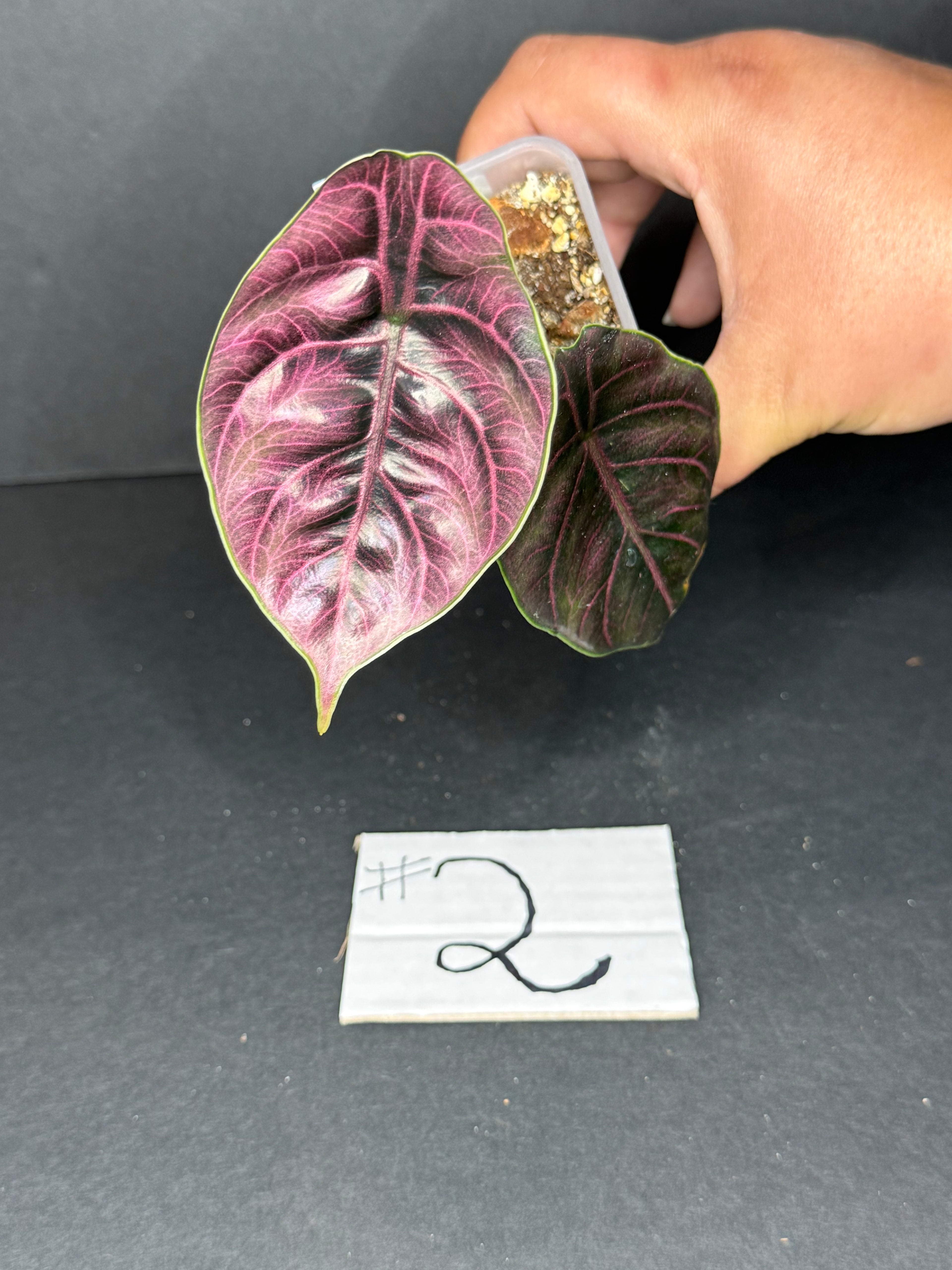 Alocasia Azlanii Pup #2