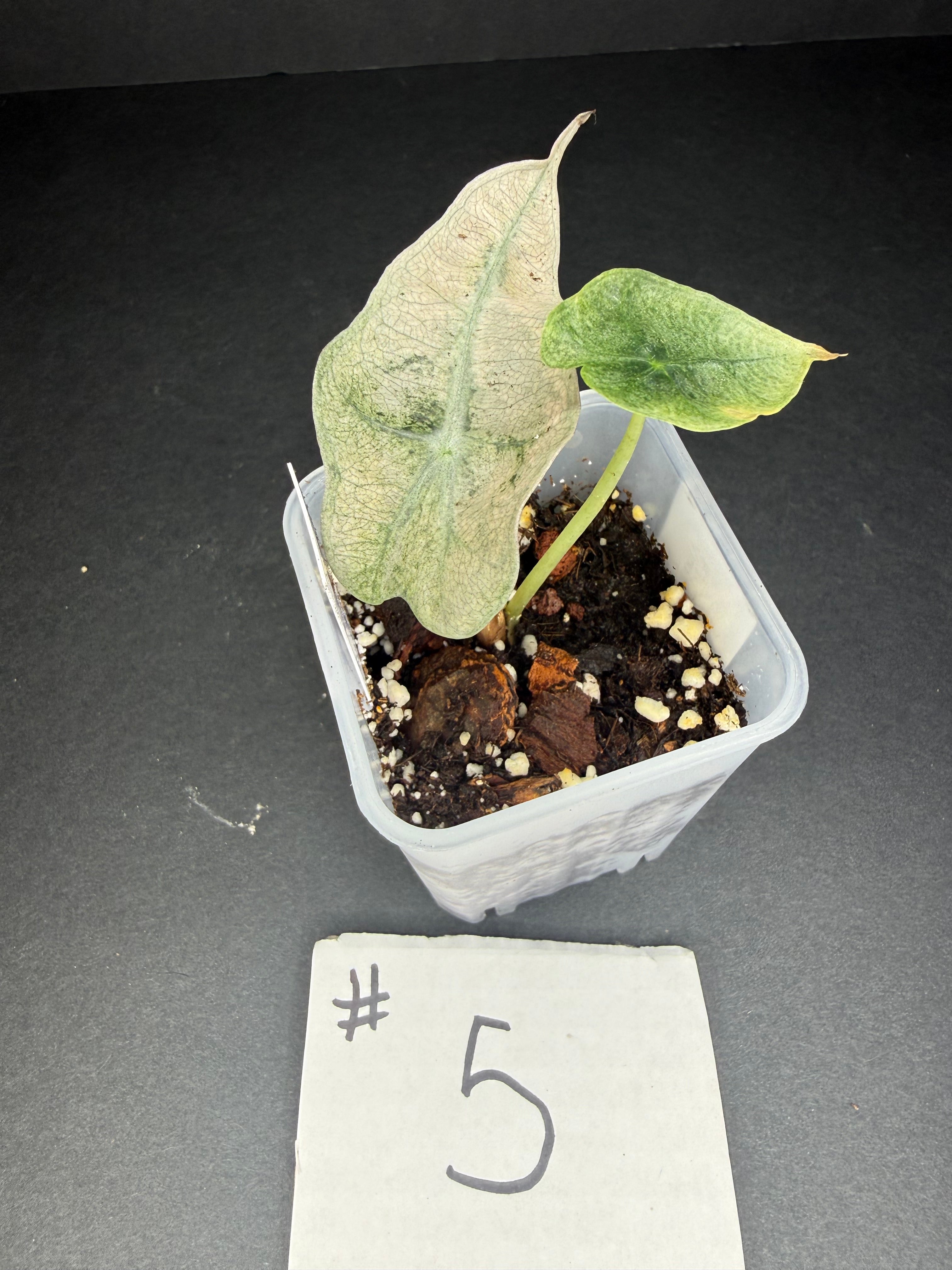 Alocasia Pink Polly Mint #5