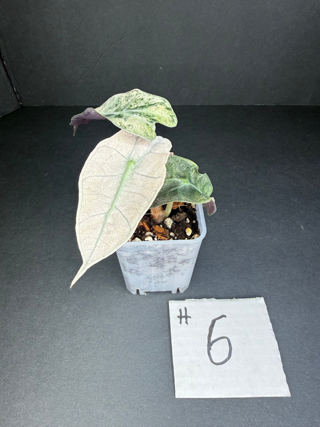 Alocasia Pink Polly Mint #6