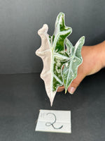 Plants