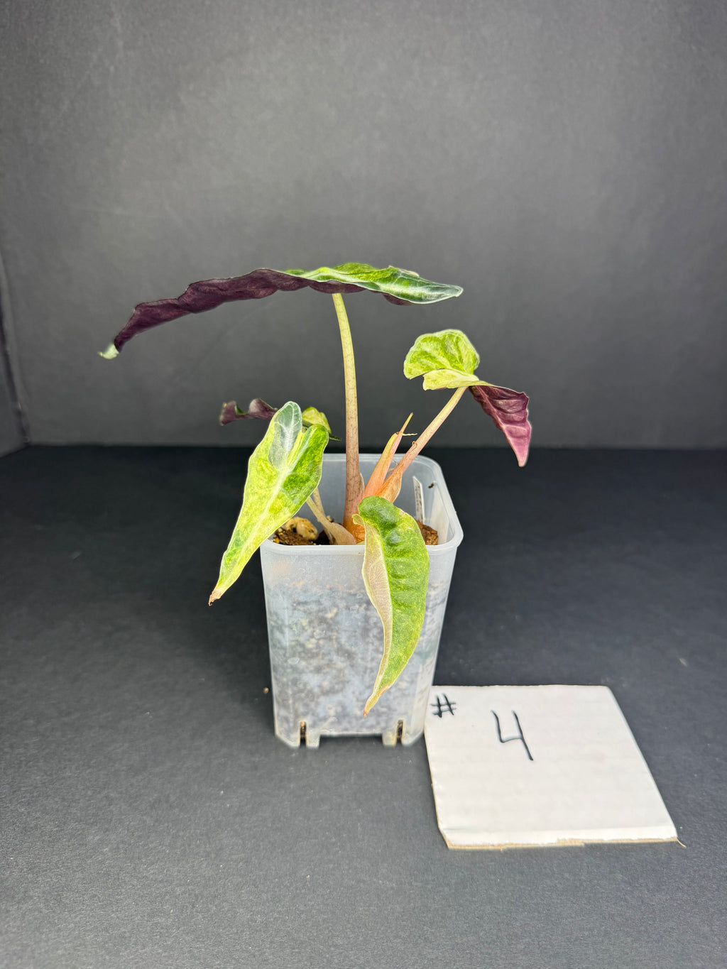Alocasia Polly Aurea #4