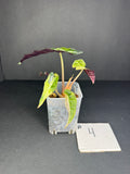 Alocasia Polly Aurea #4