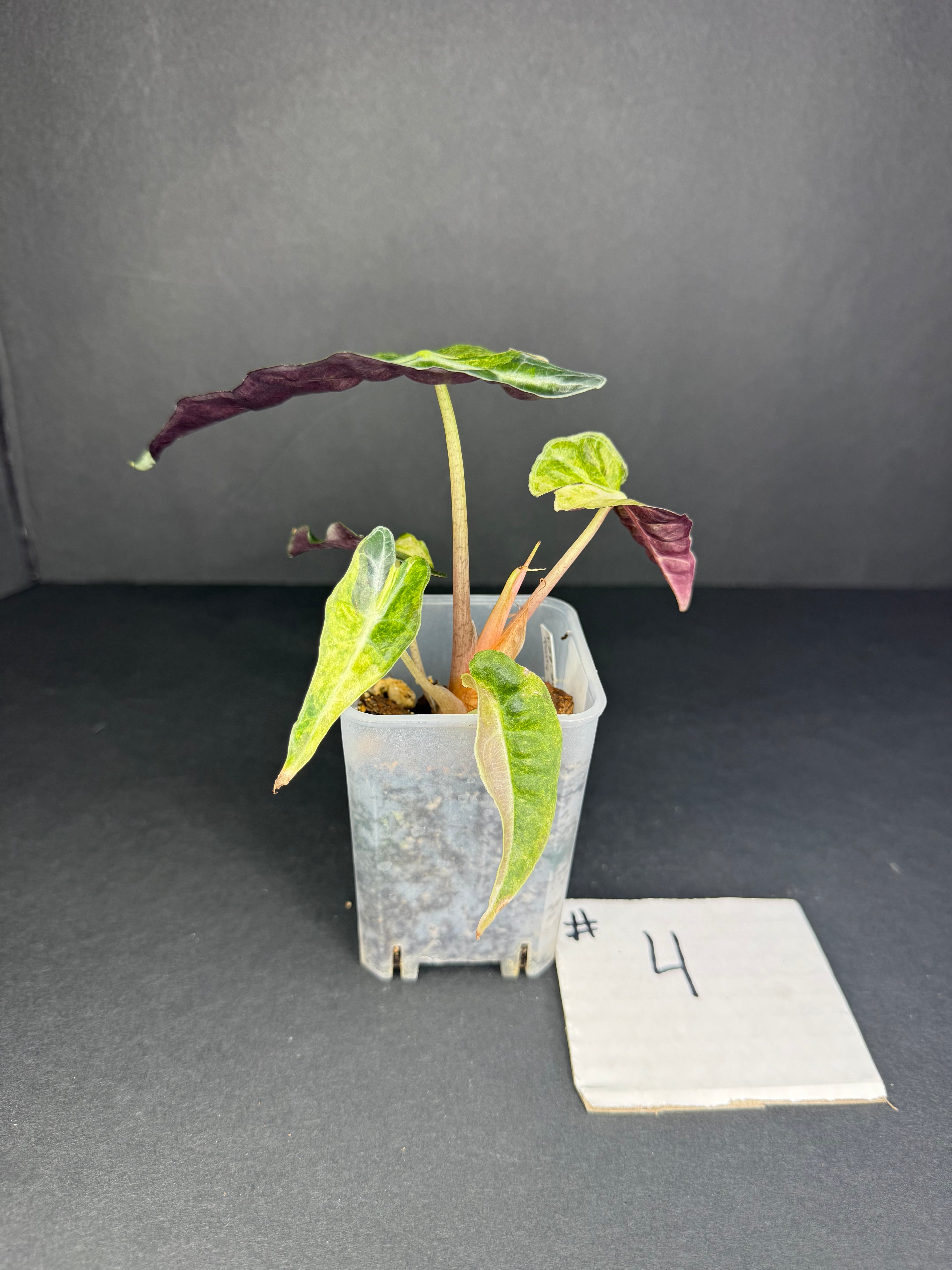 Alocasia Polly Aurea #4