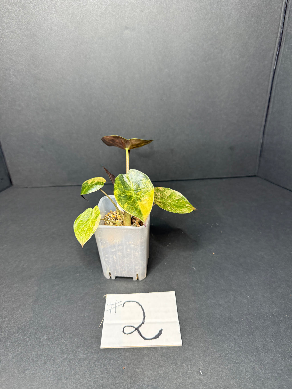 Alocasia Wentii Aurea Pup #2