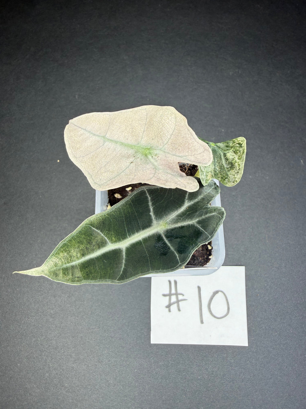 Alocasia Pink Polly Mint #10