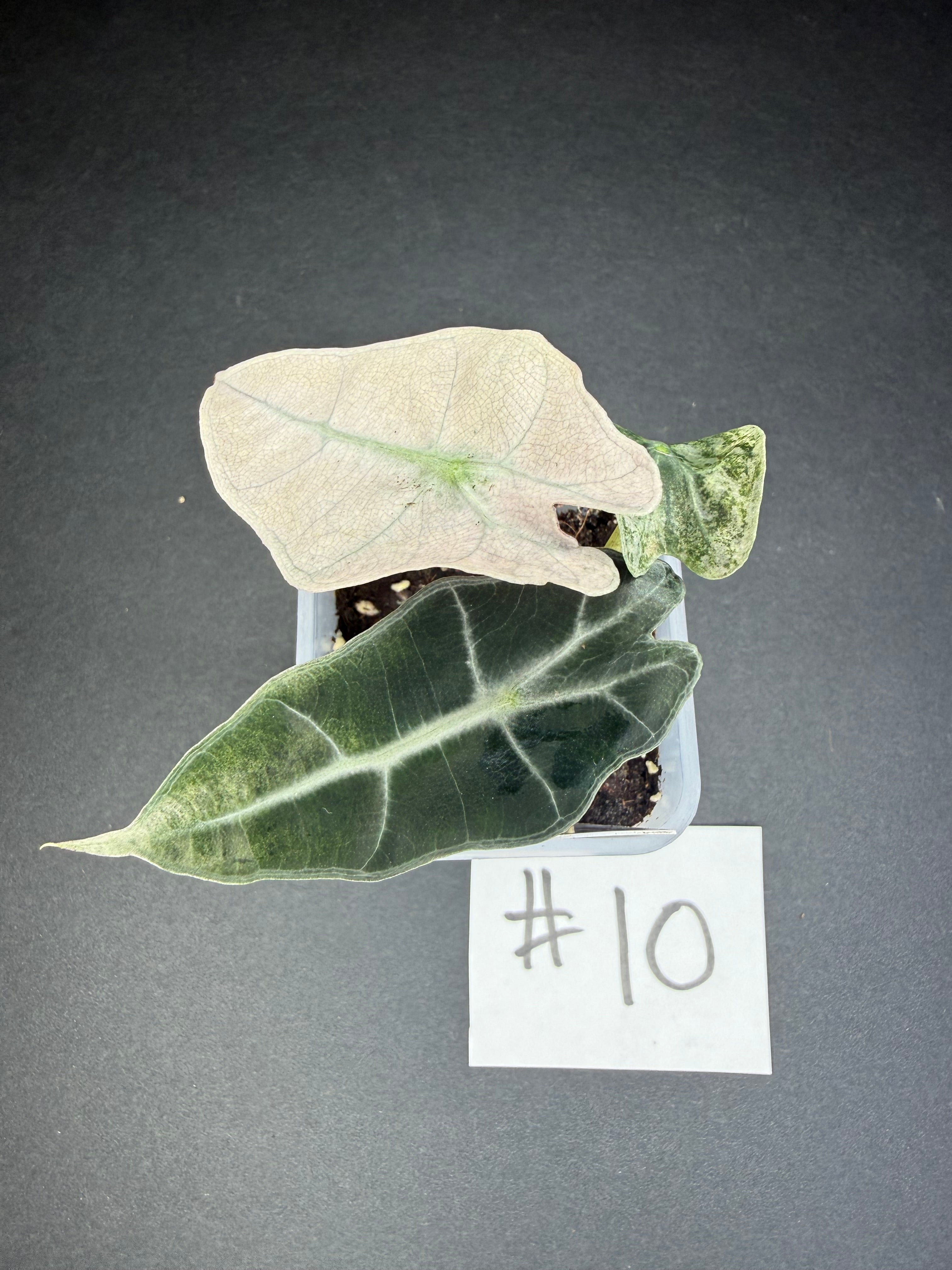 Alocasia Pink Polly Mint #10