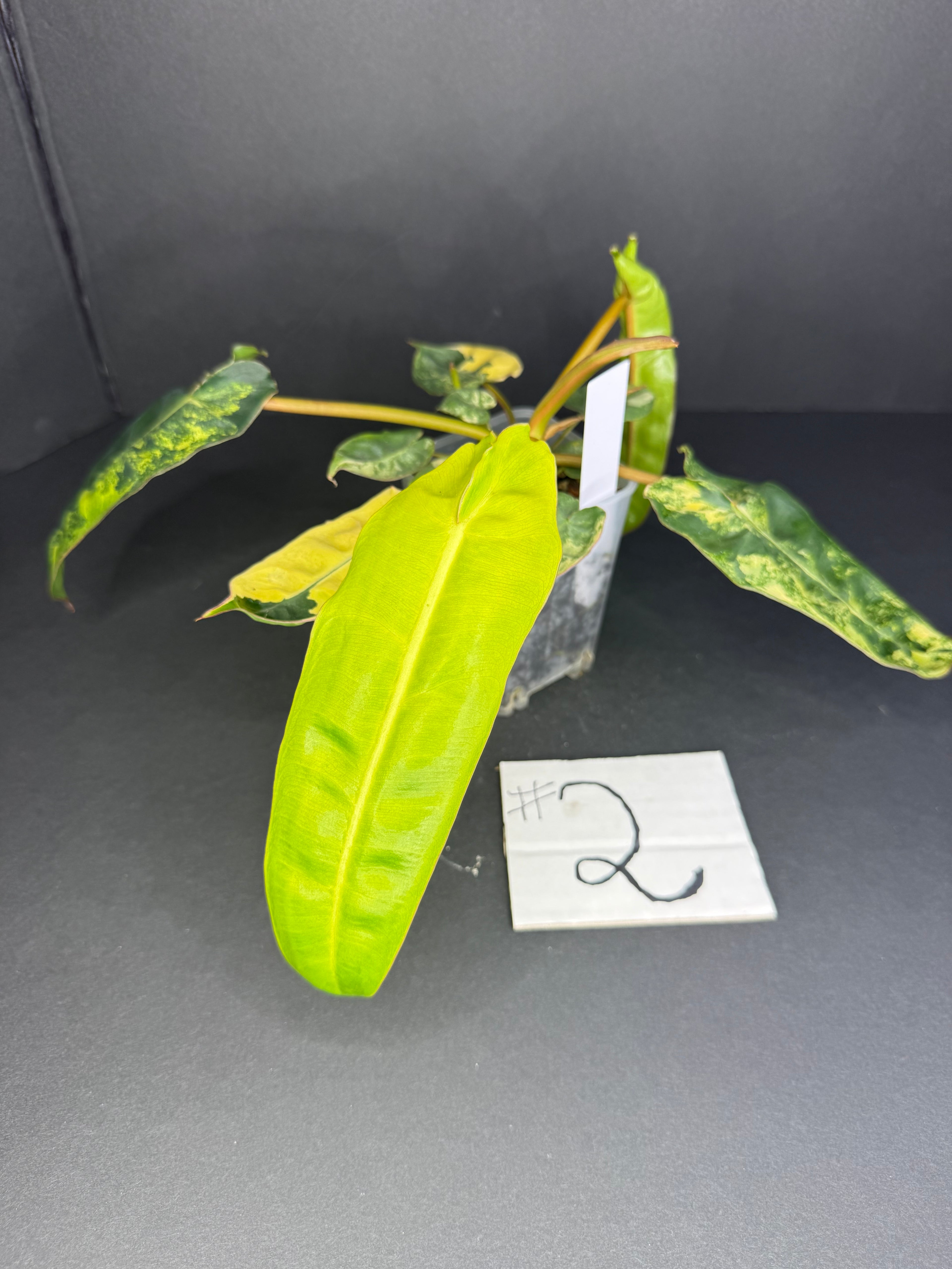 Philodendron Billietiae Variegated