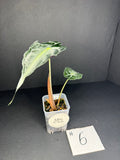 Alocasia Venom #6