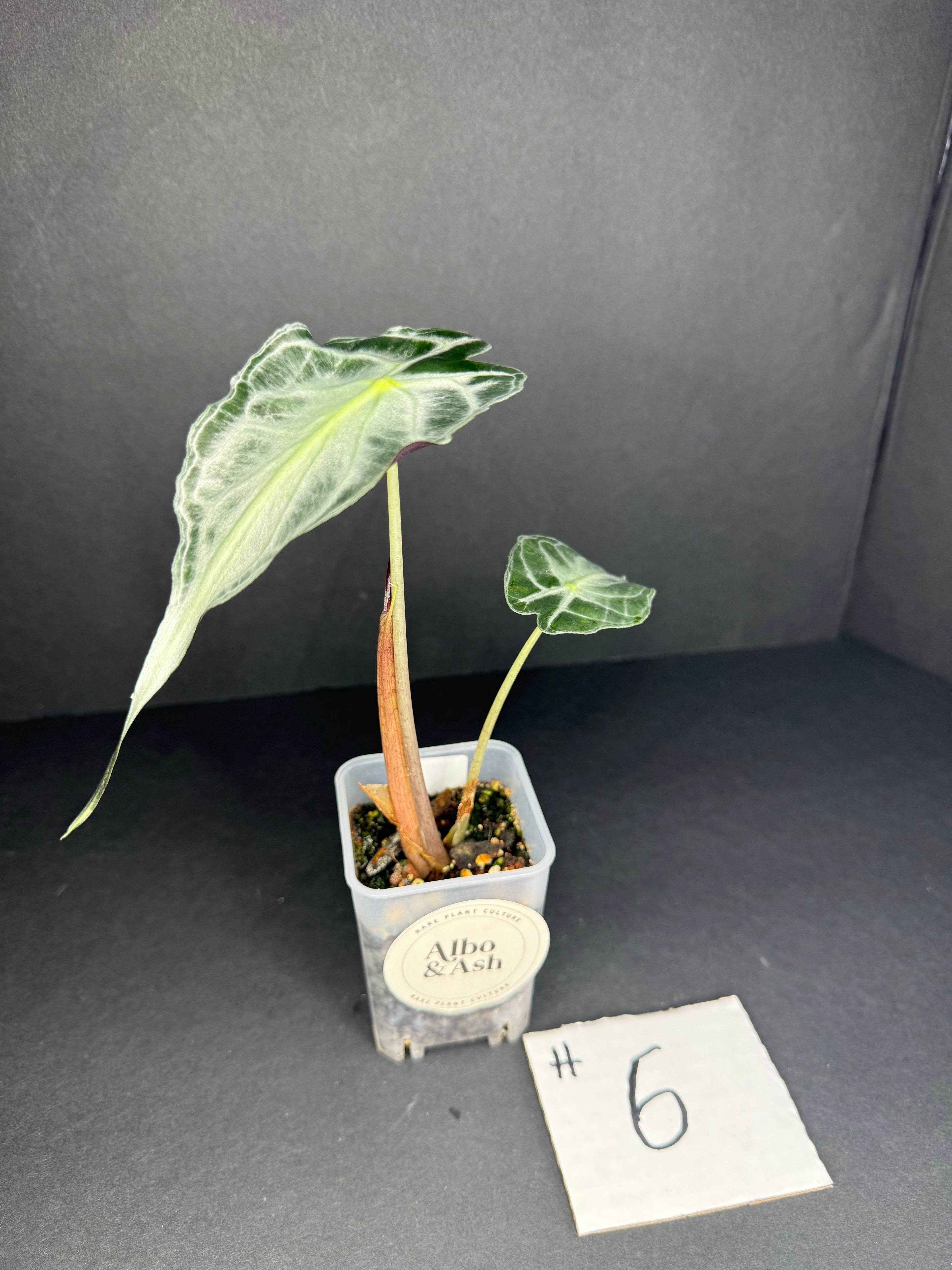 Alocasia Venom #6