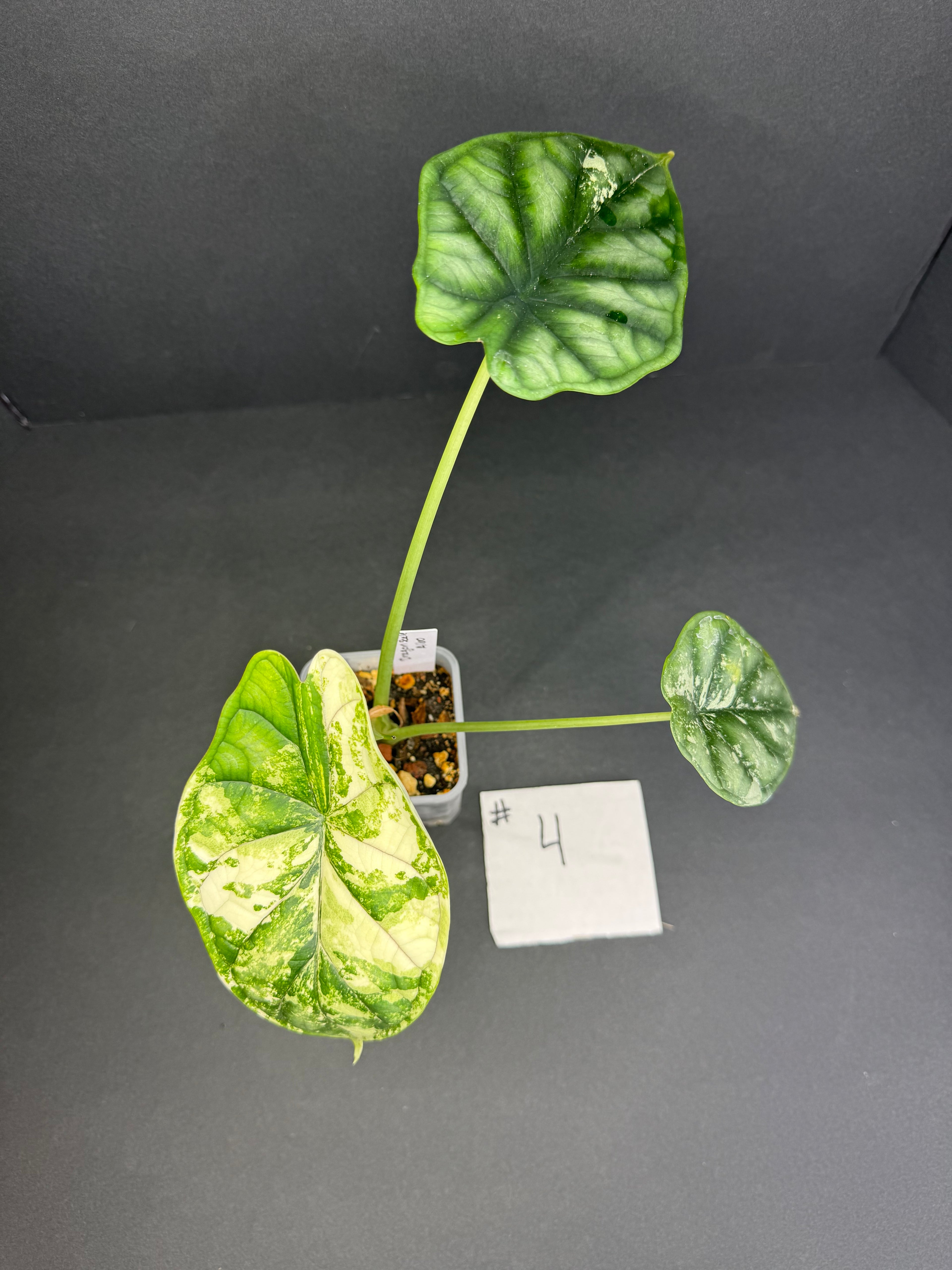 Alocasia Dragon Scale Albo Pup #4