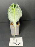 Alocasia Venom #2