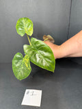 Alocasia Wentii #1