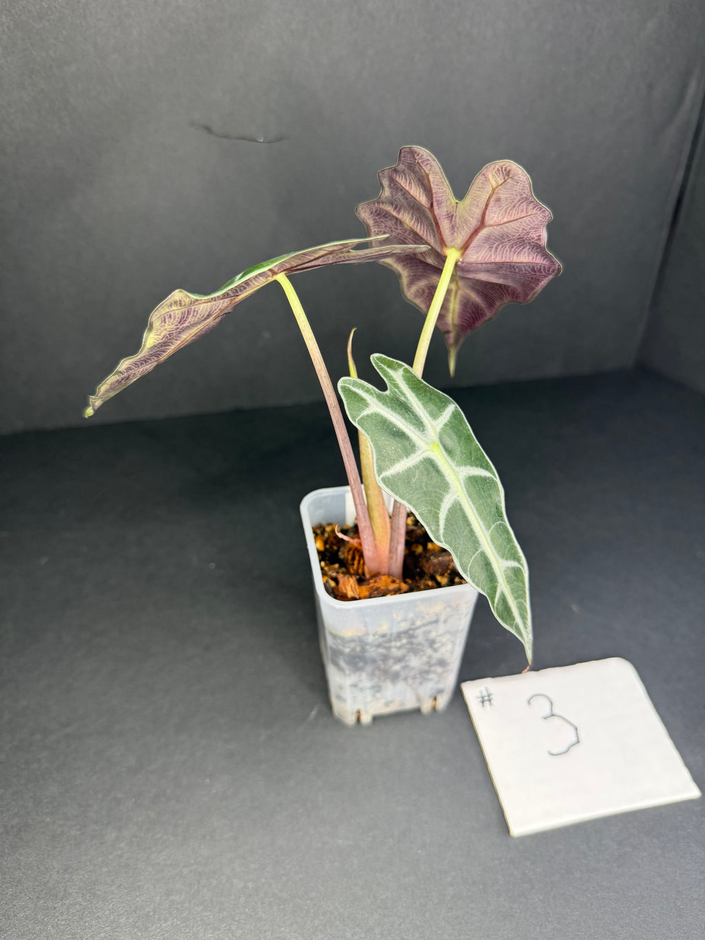 Alocasia Polly #3