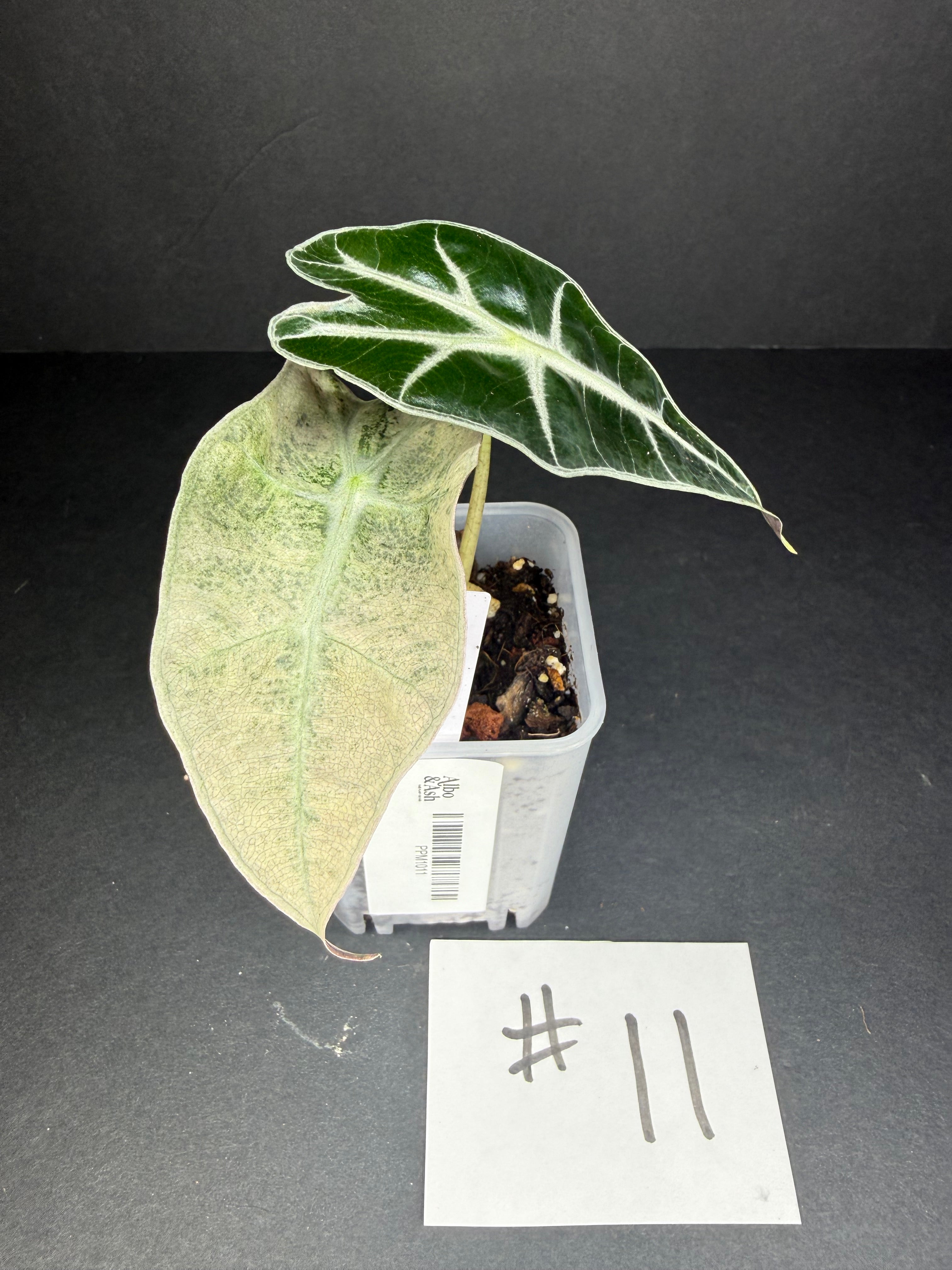 Alocasia Pink Polly Mint #11