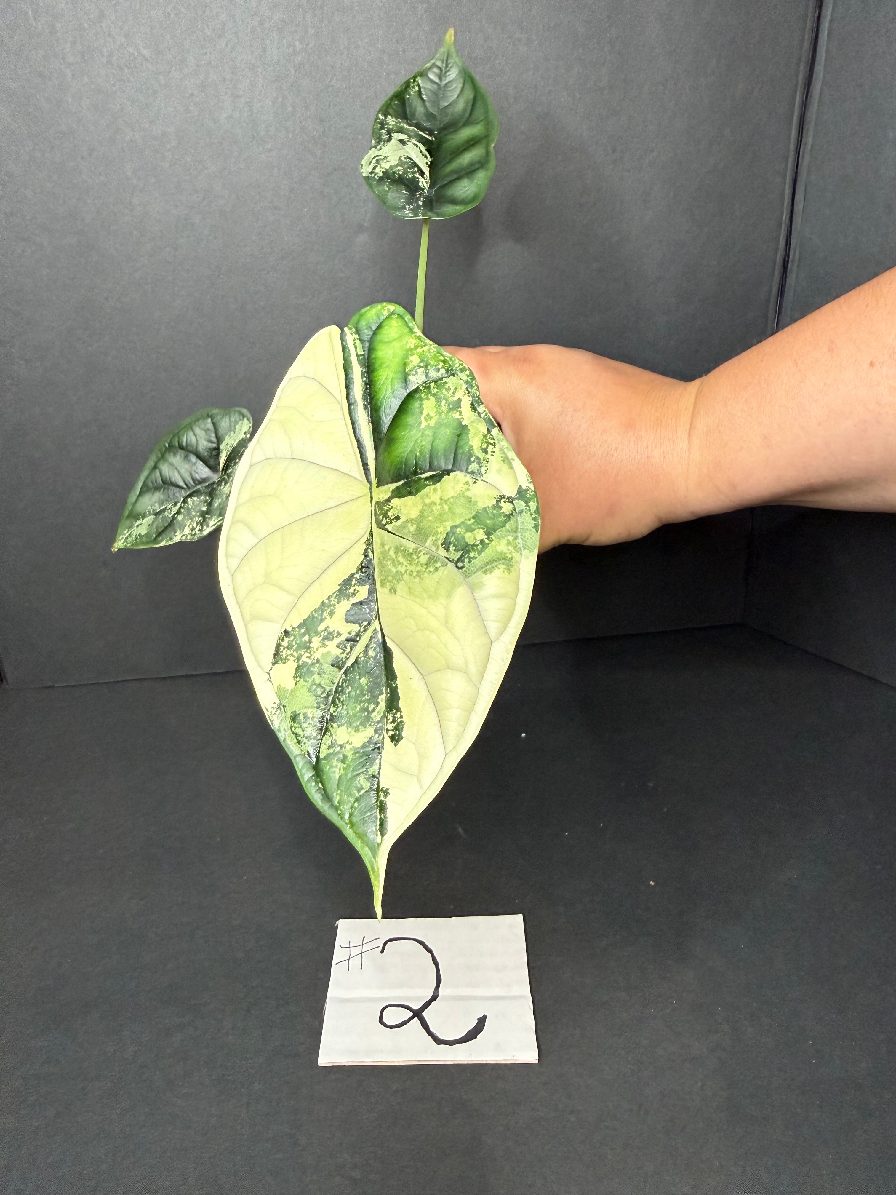 Alocasia Dragon Scale Albo #2