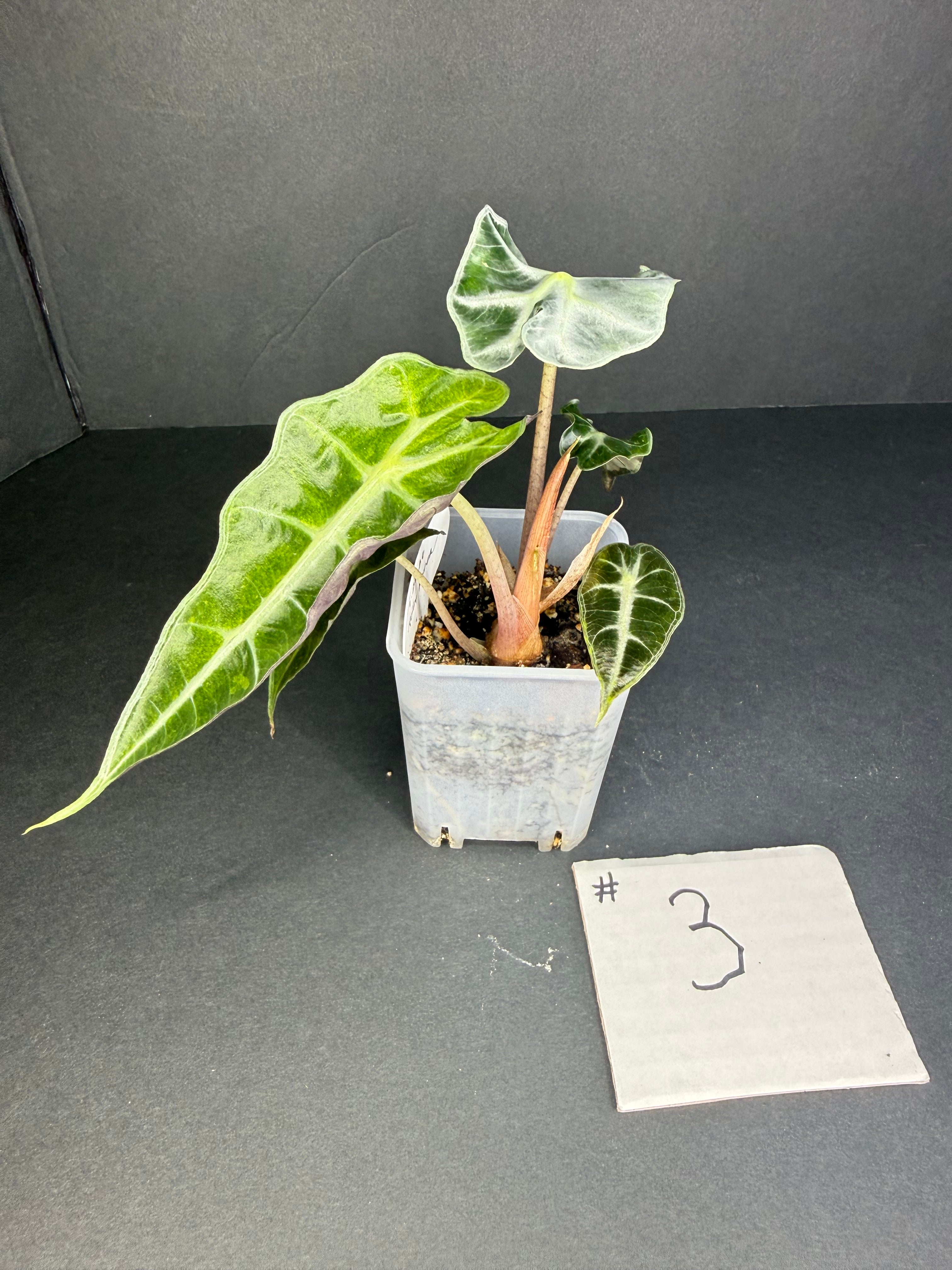 Alocasia Polly Aurea #3