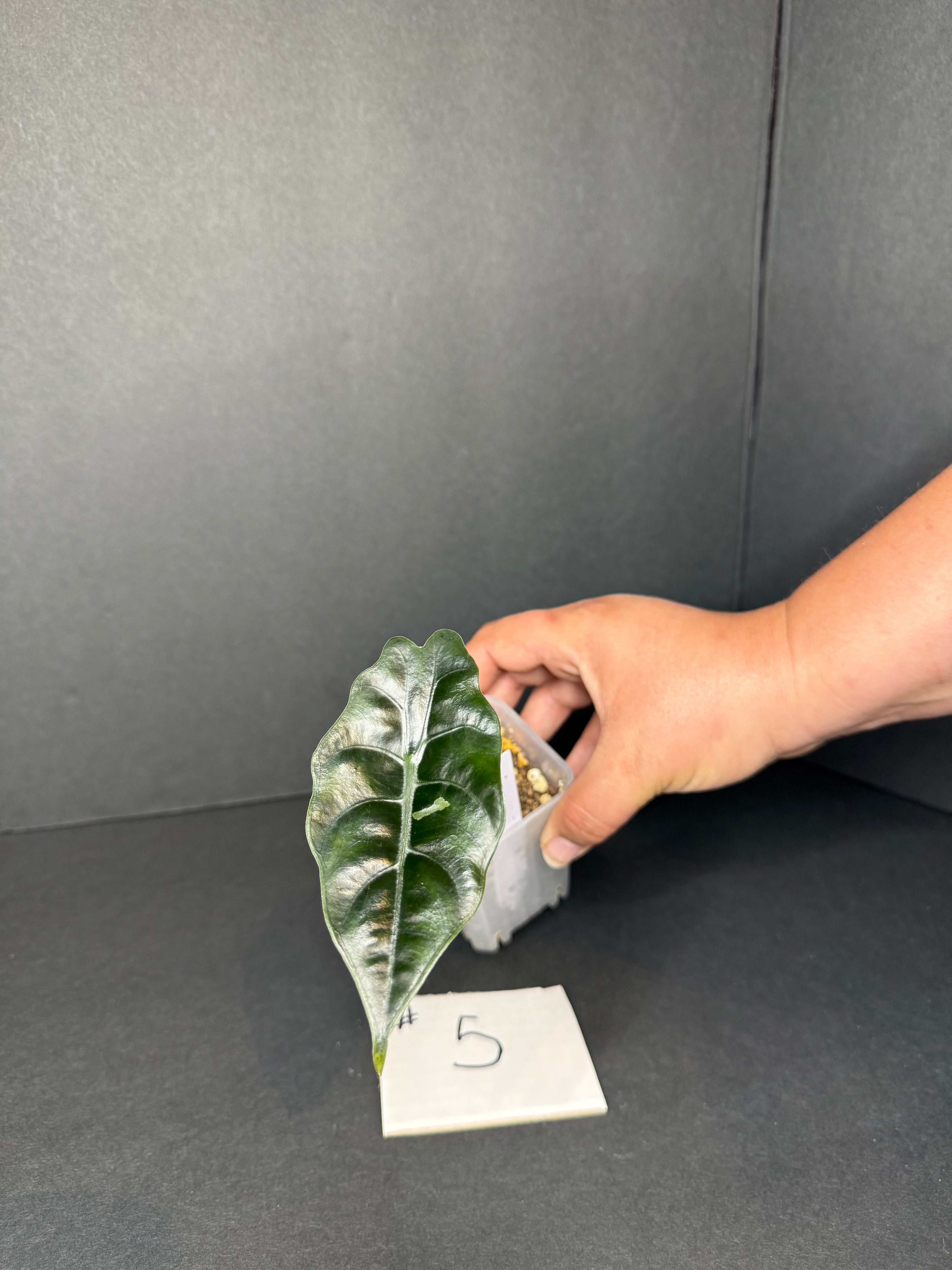 Alocasia Chantrieri Pup #5