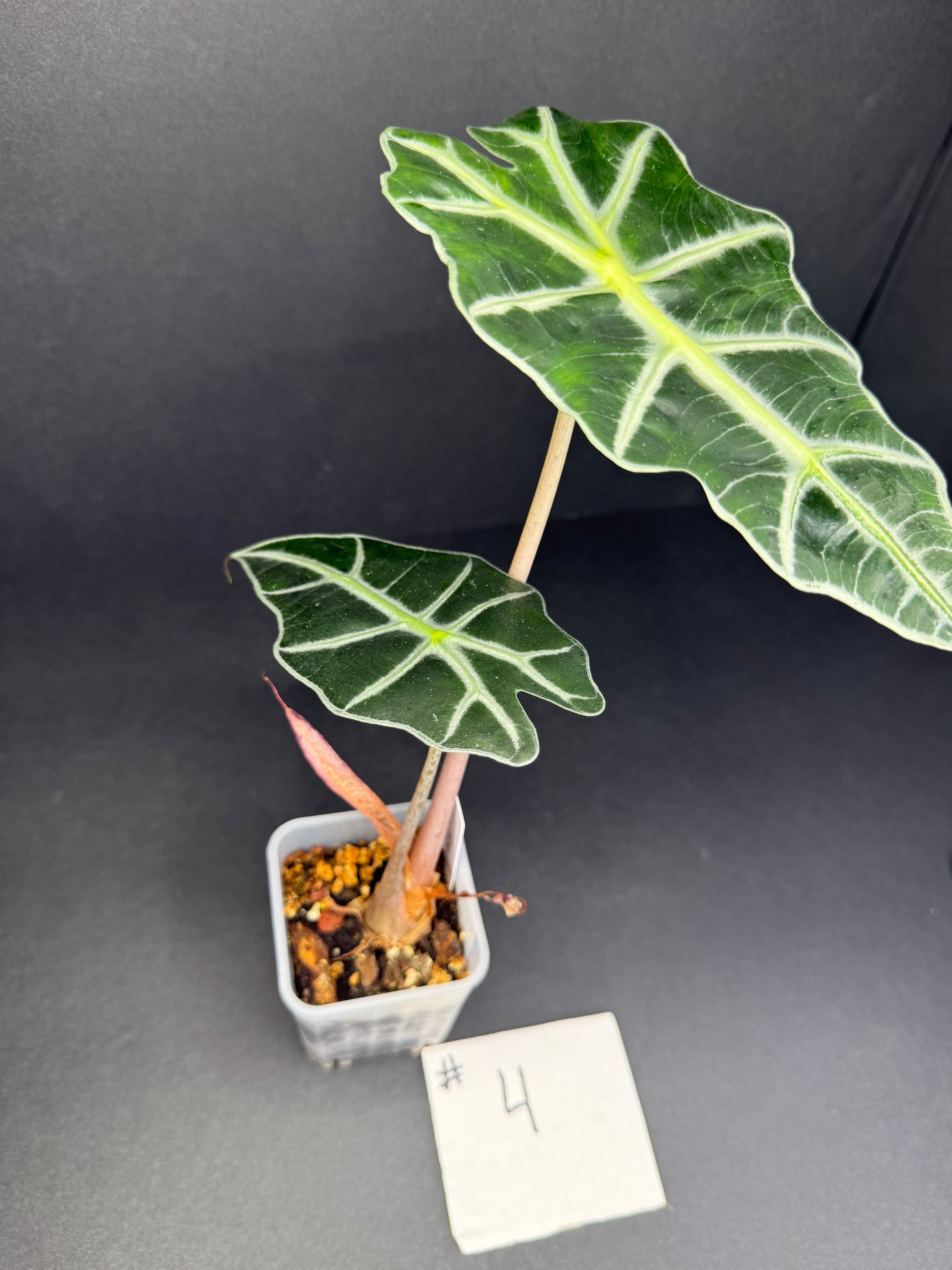 Alocasia Polly #4