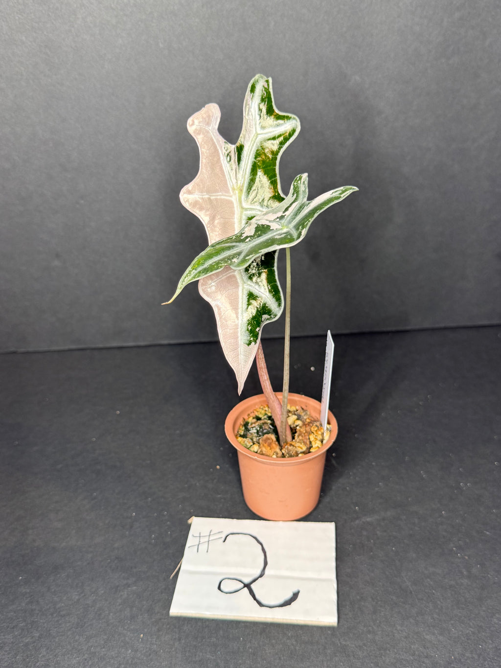 Alocasia Pink Nobilis #2