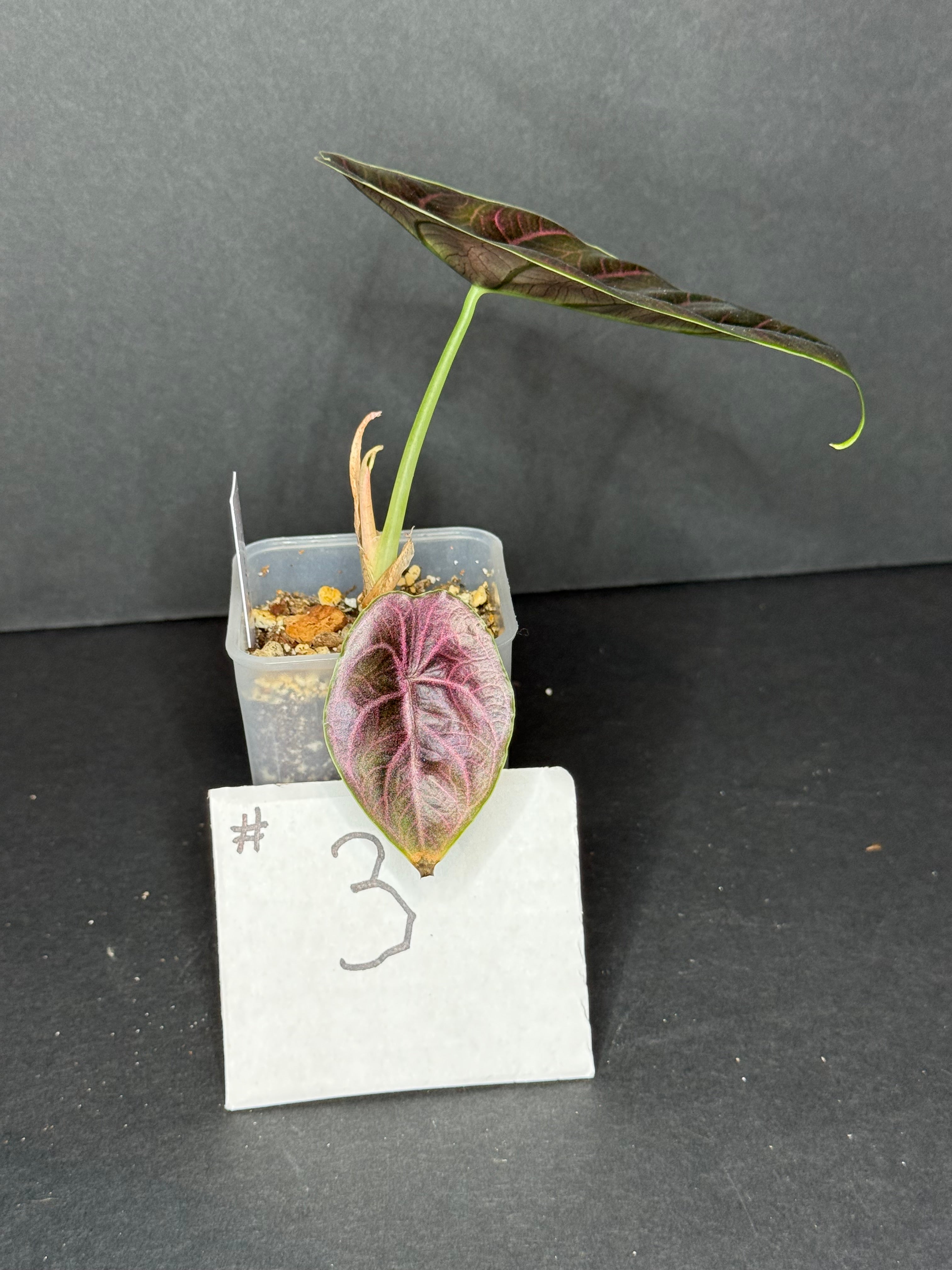 Alocasia Azlanii Pup #3
