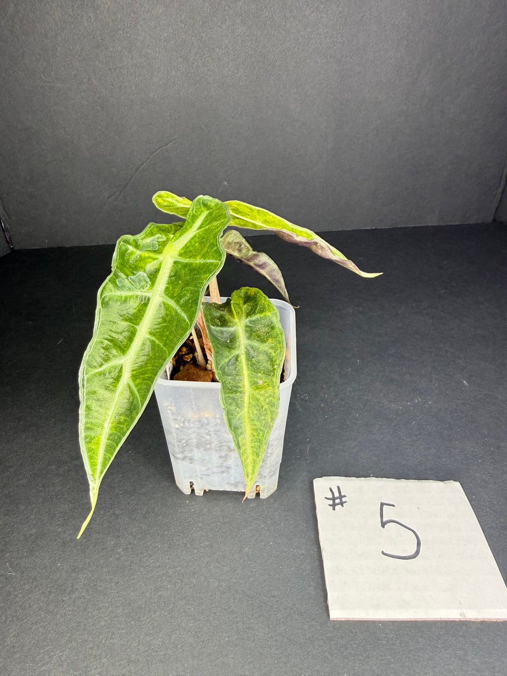 Alocasia Polly Aurea #5