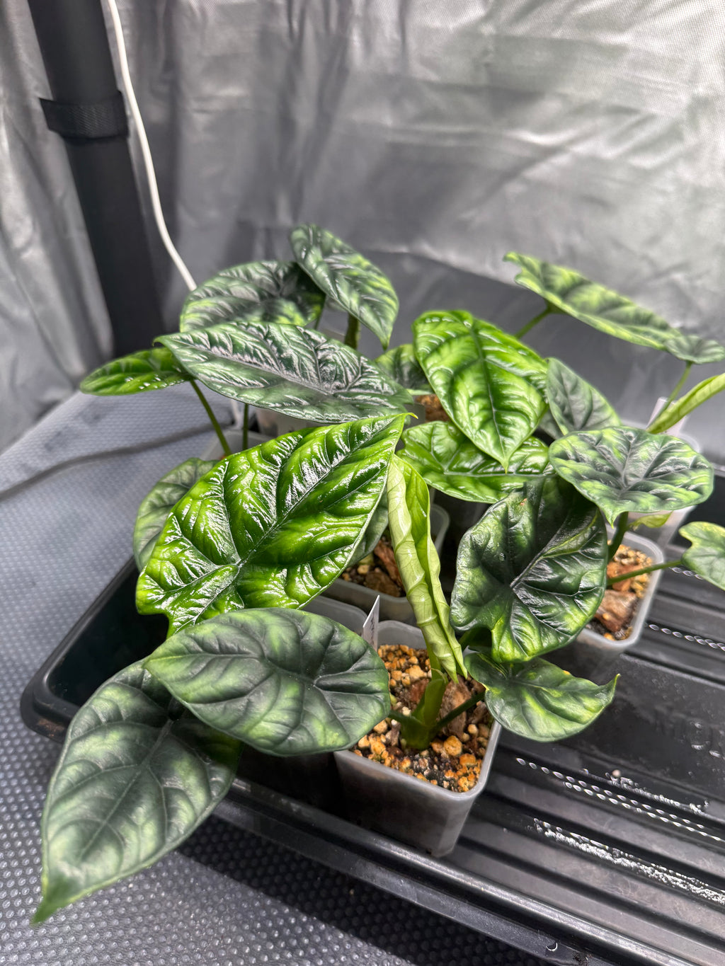 Alocasia Sinuata
