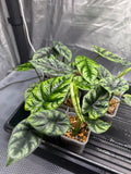 Alocasia Sinuata