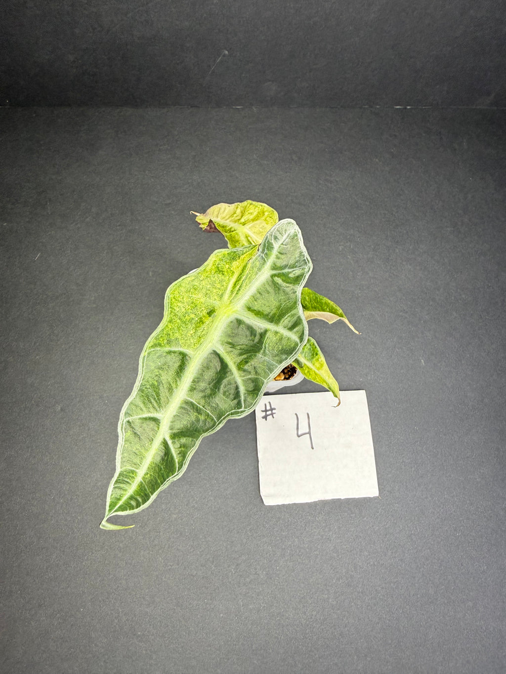 Alocasia Polly Aurea #4
