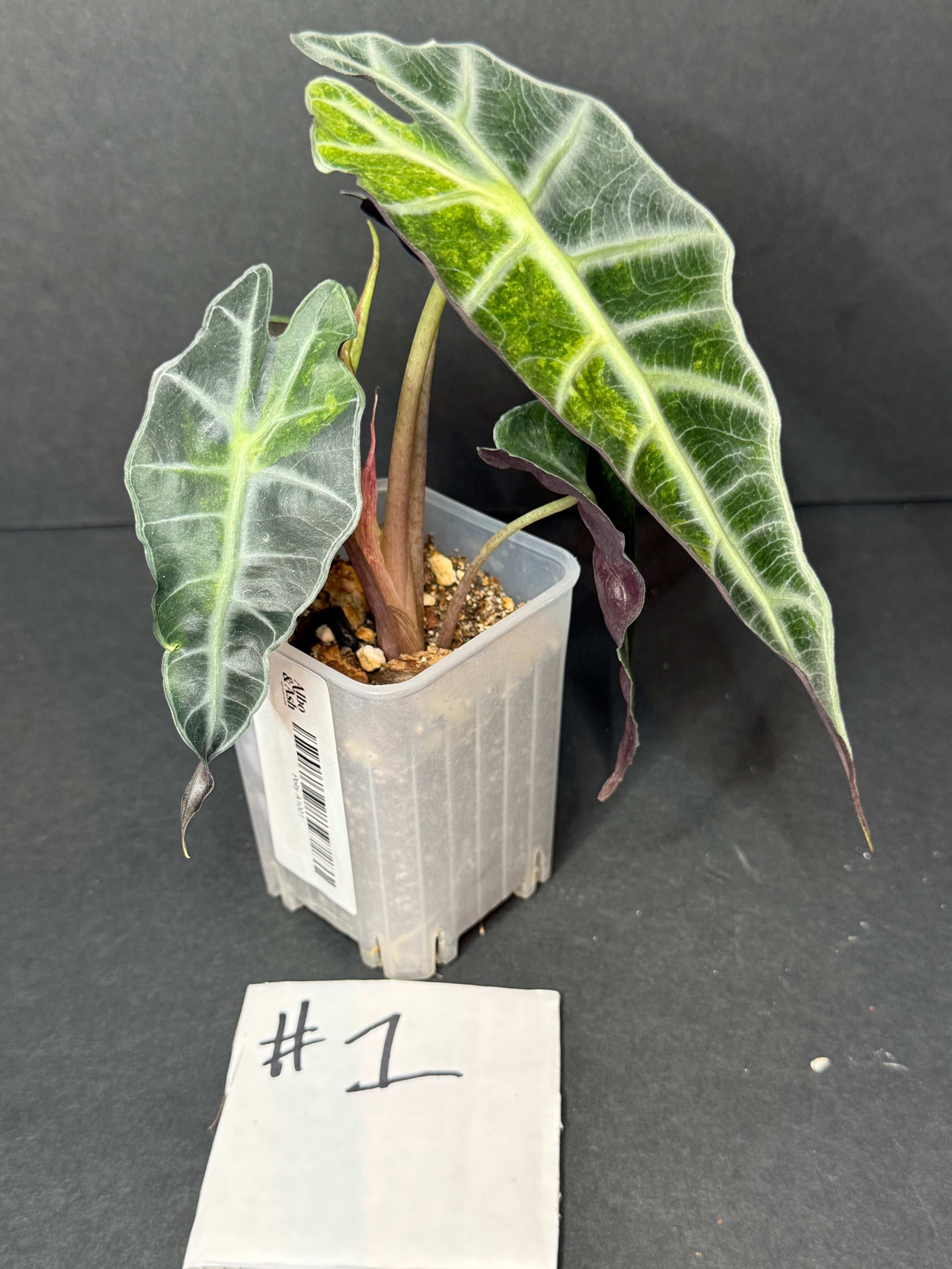 Alocasia Polly Aurea #1