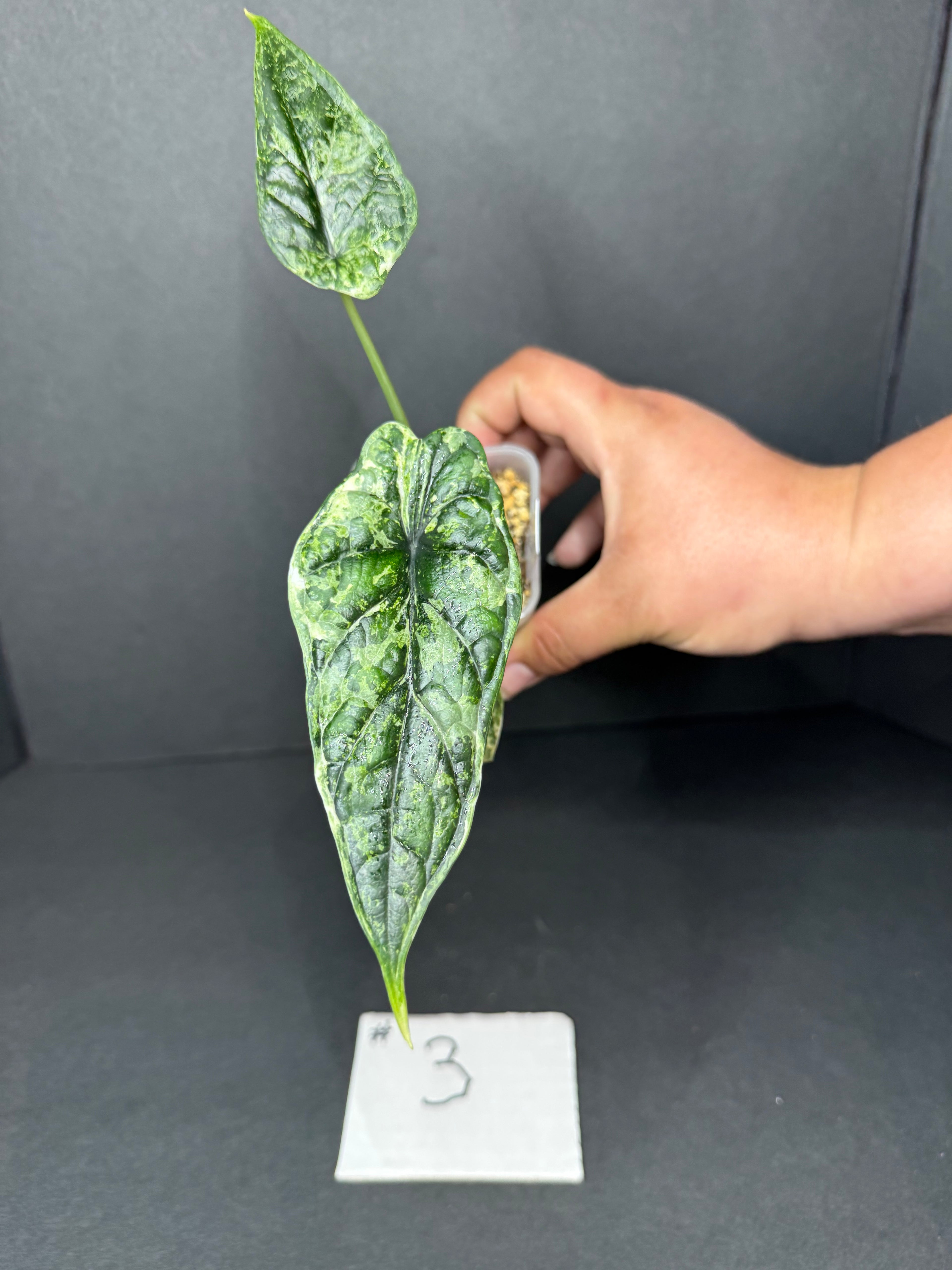Alocasia Dragon Scale Mint #3