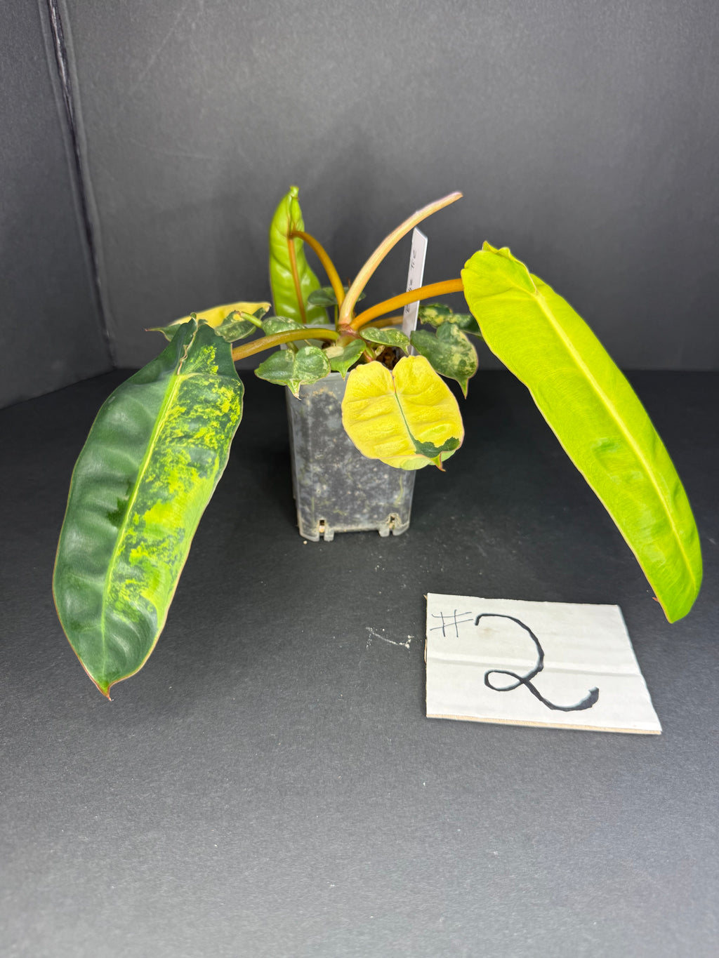 Philodendron Billietiae Variegated