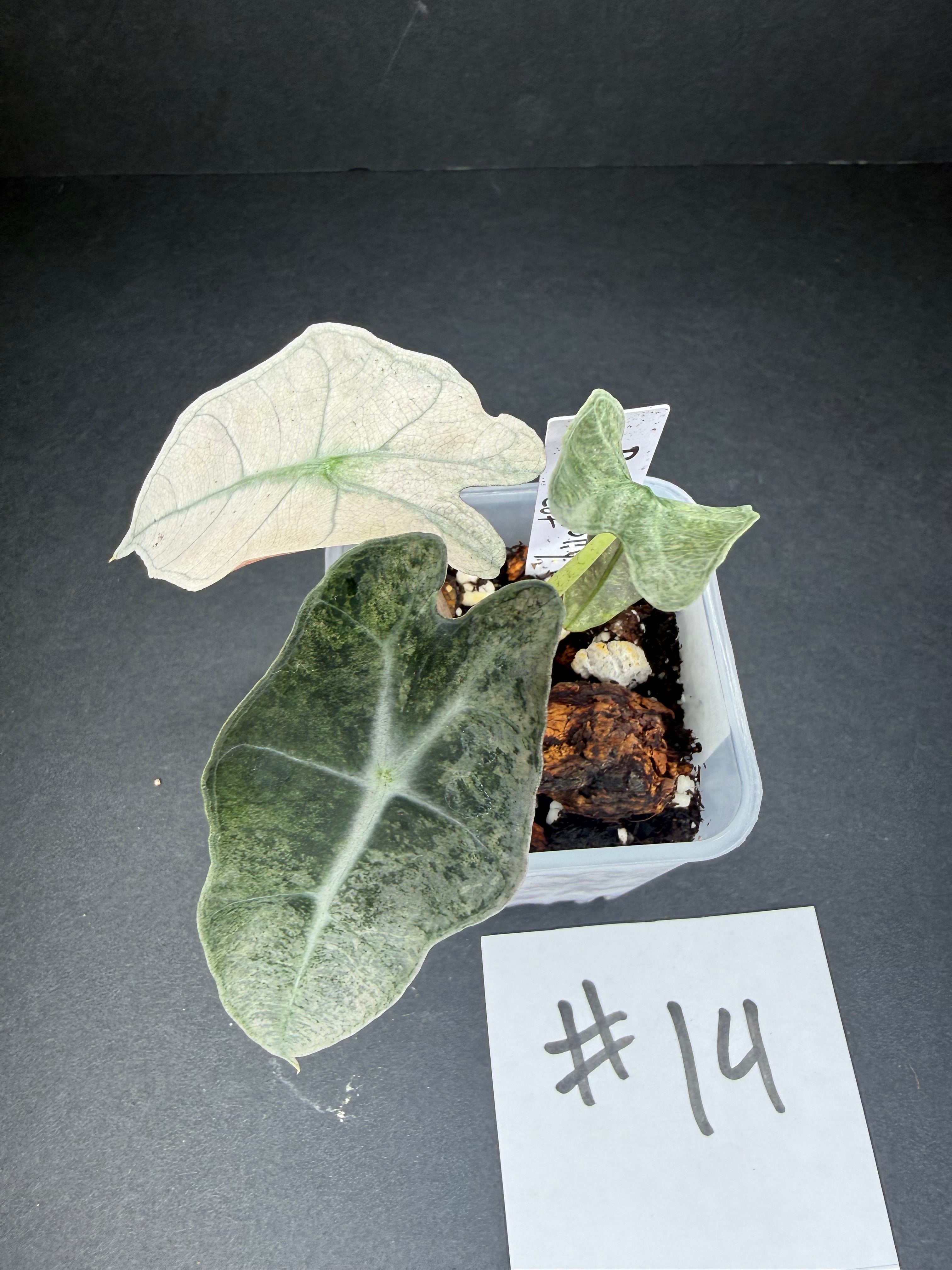 Alocasia Pink Polly Mint #14
