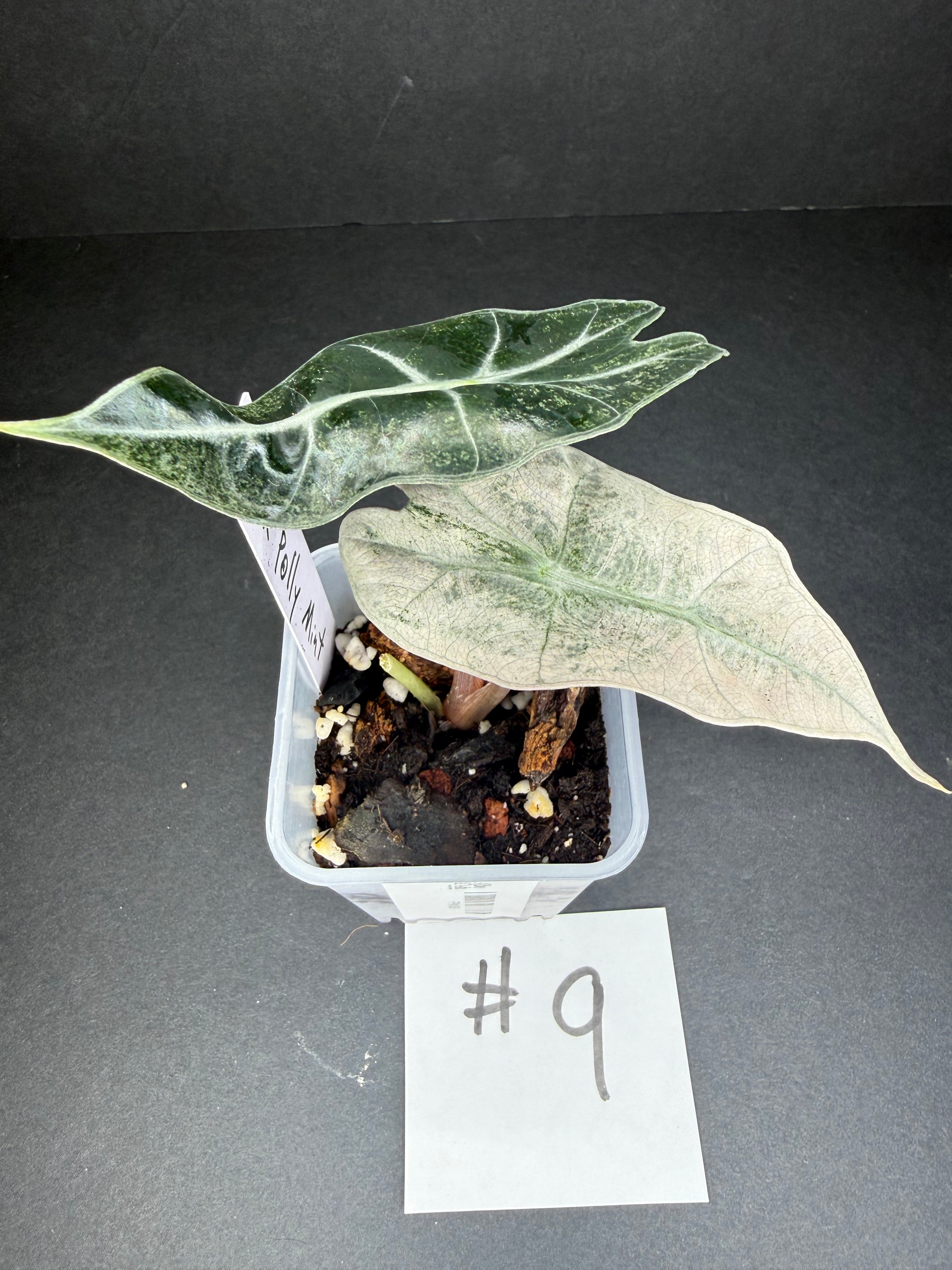 Alocasia Pink Polly Mint #9