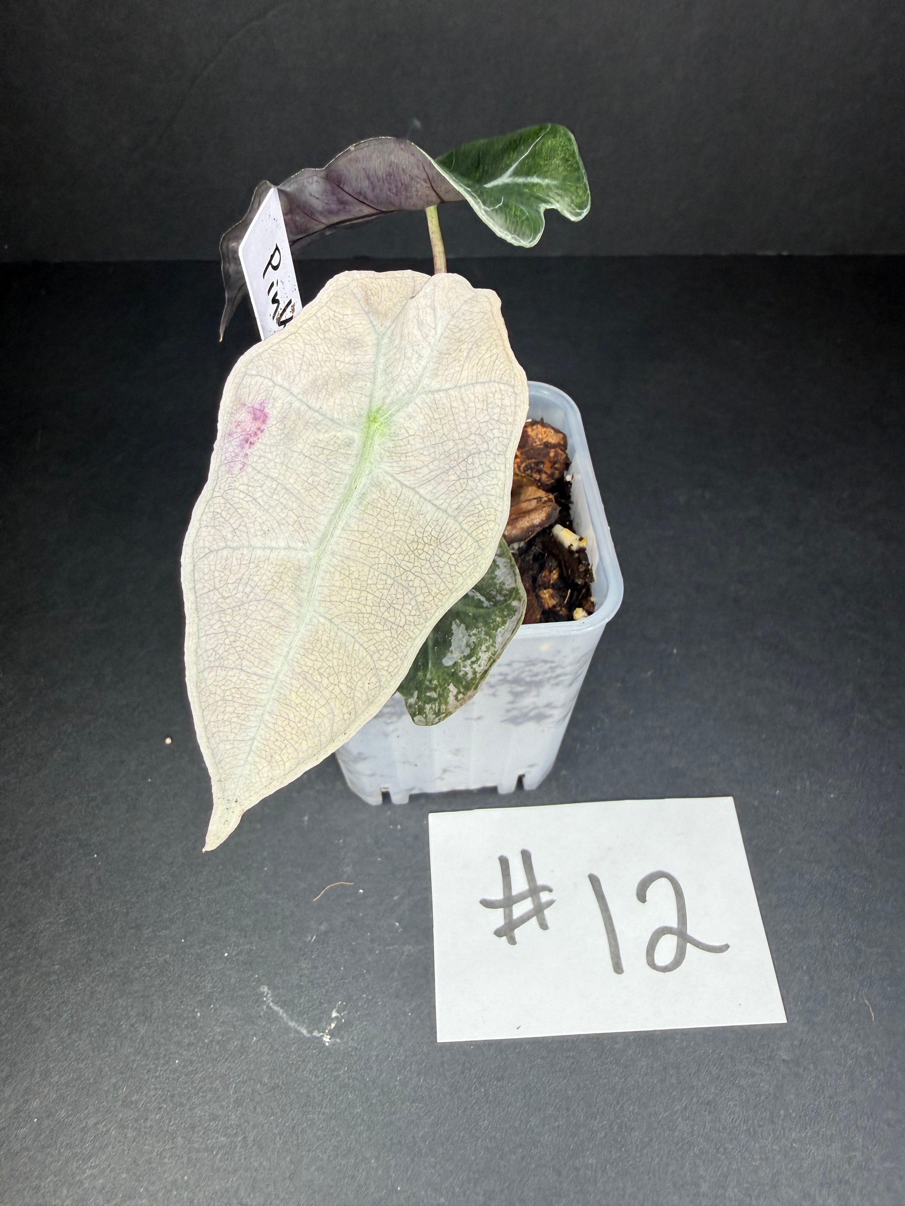Alocasia Pink Polly Mint #12