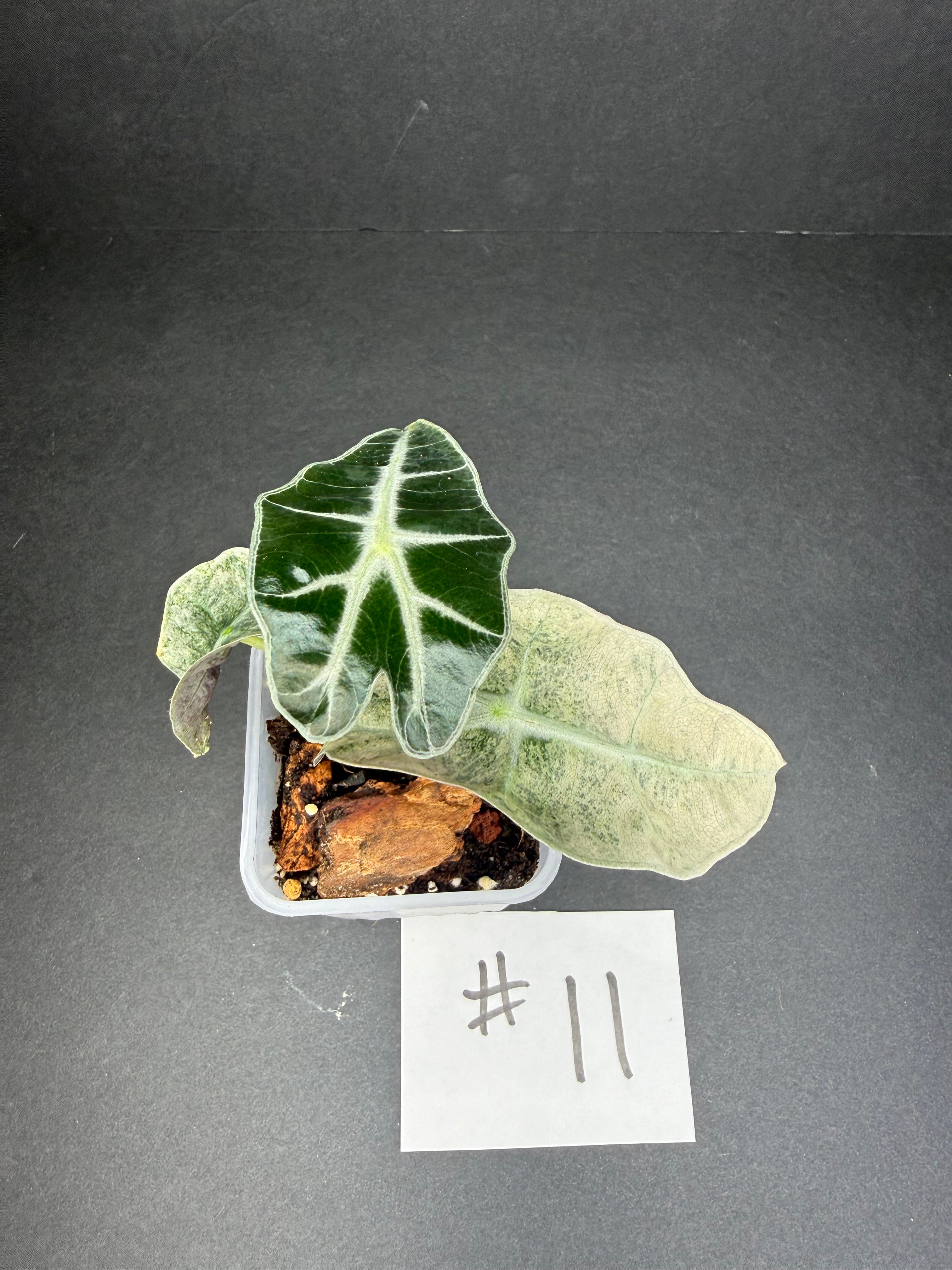 Alocasia Pink Polly Mint #11