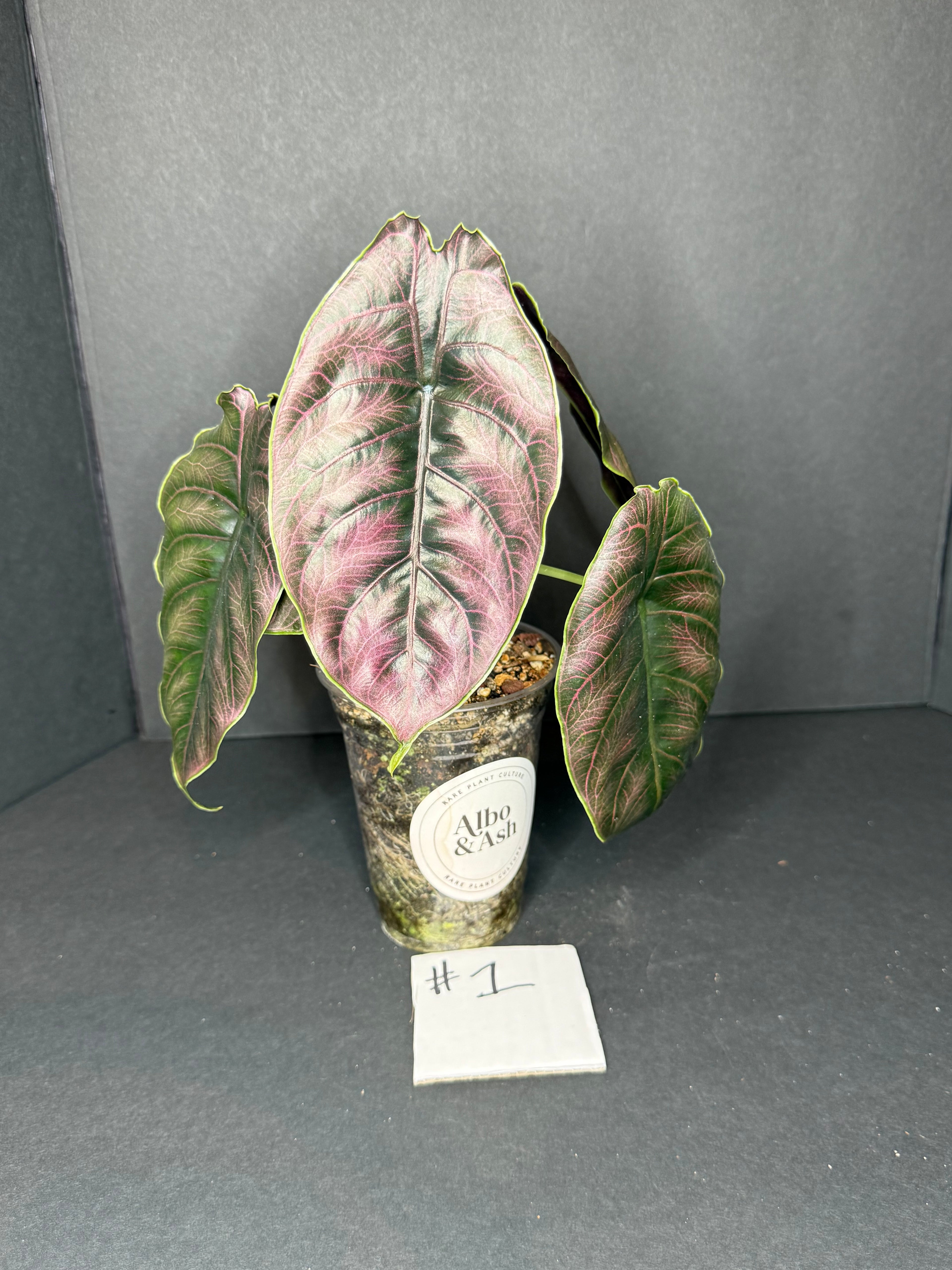 Alocasia Azlanii #1