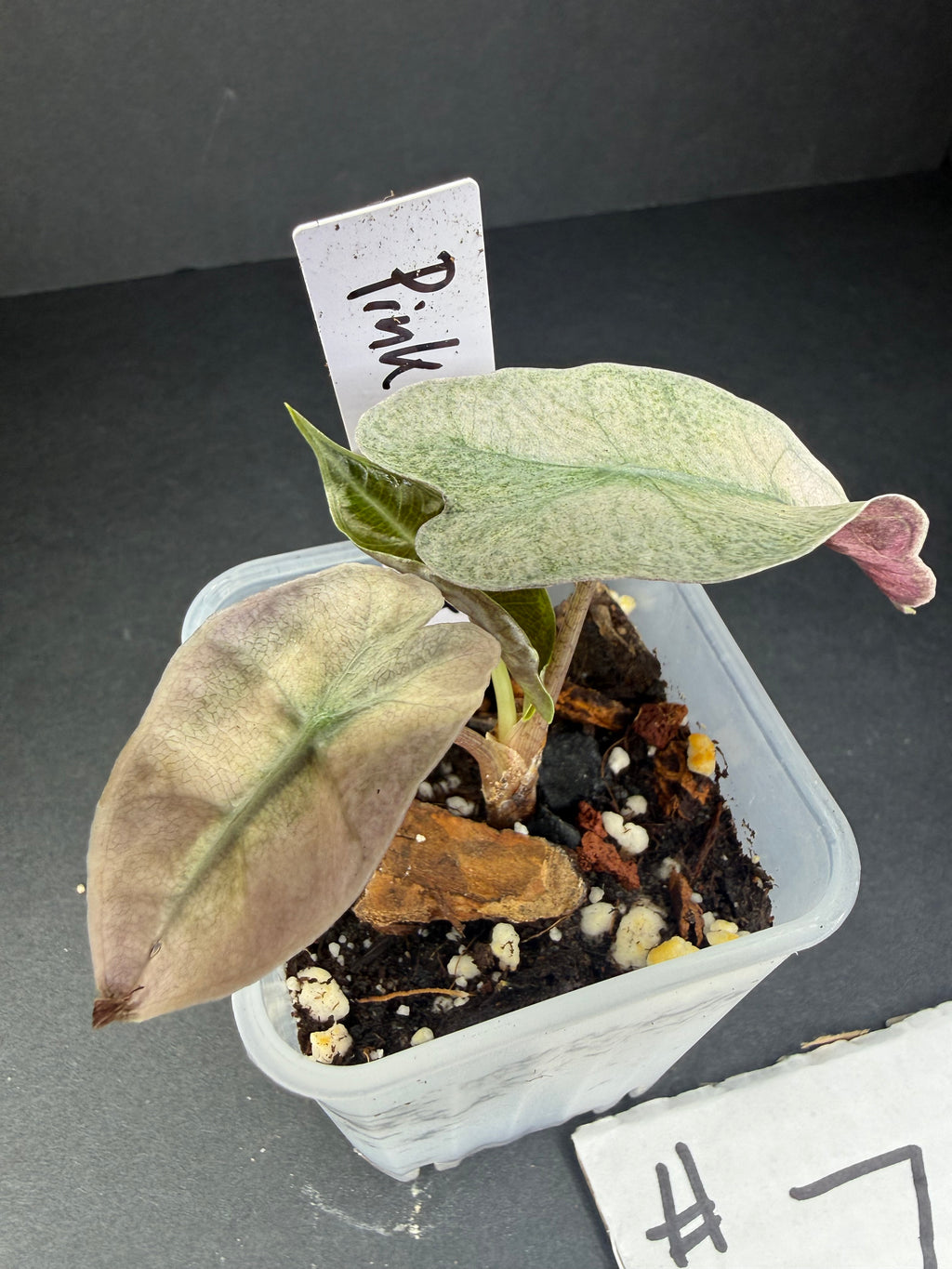 Alocasia Pink Polly Mint #7